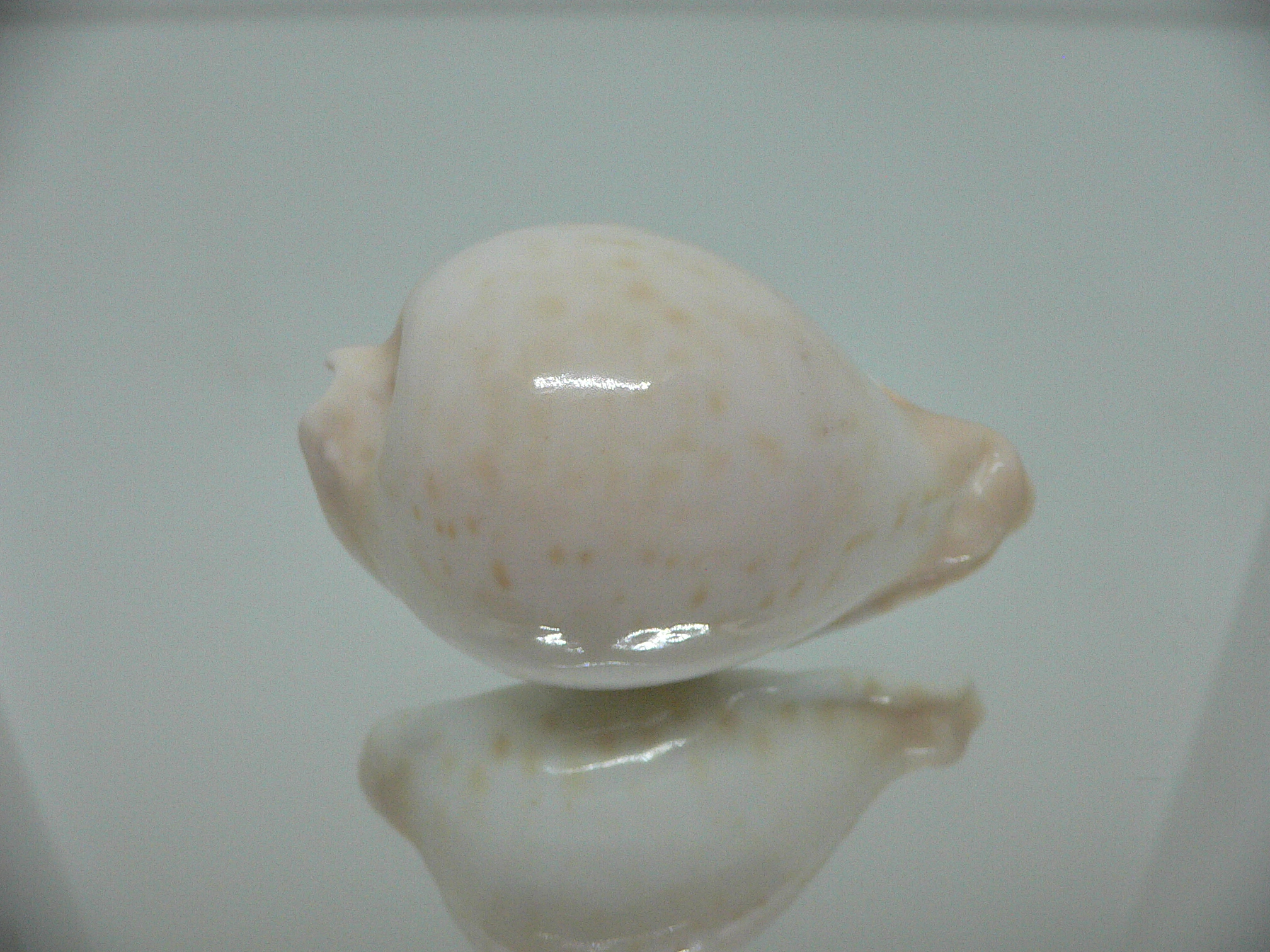 Cypraea capricornica SUPER RARE