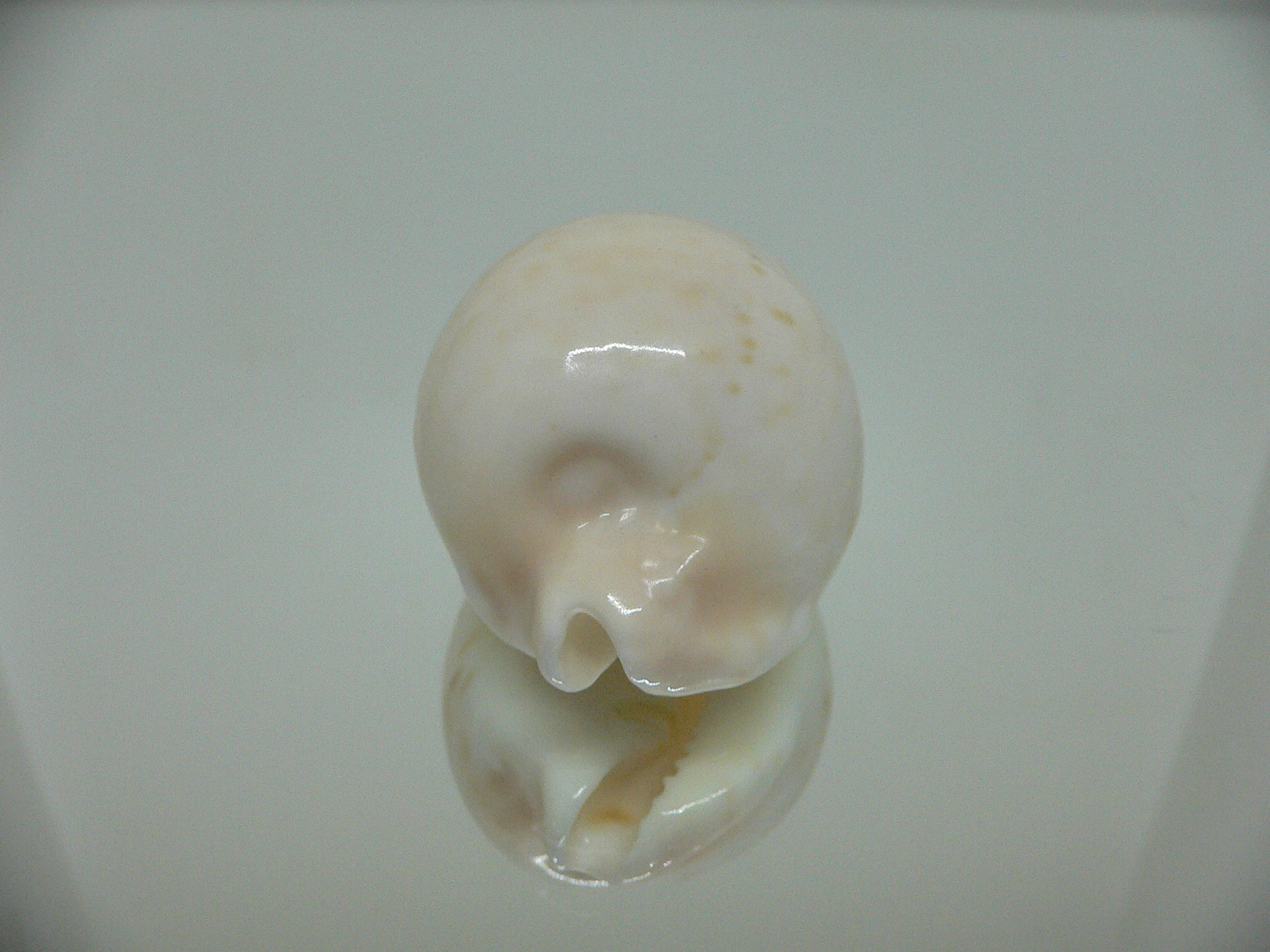 Cypraea capricornica SUPER RARE