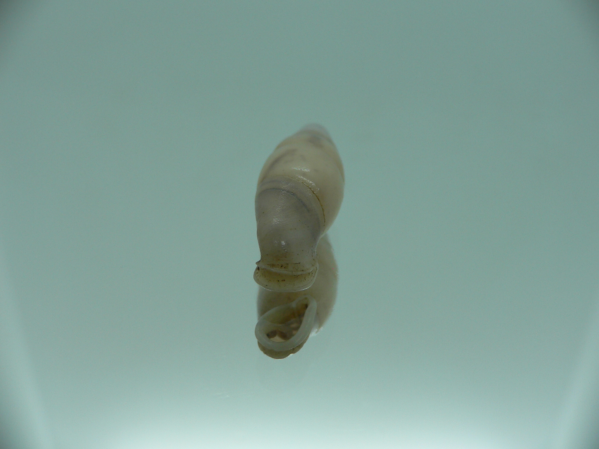 Dautzenbergiella mansuyi mansuyi