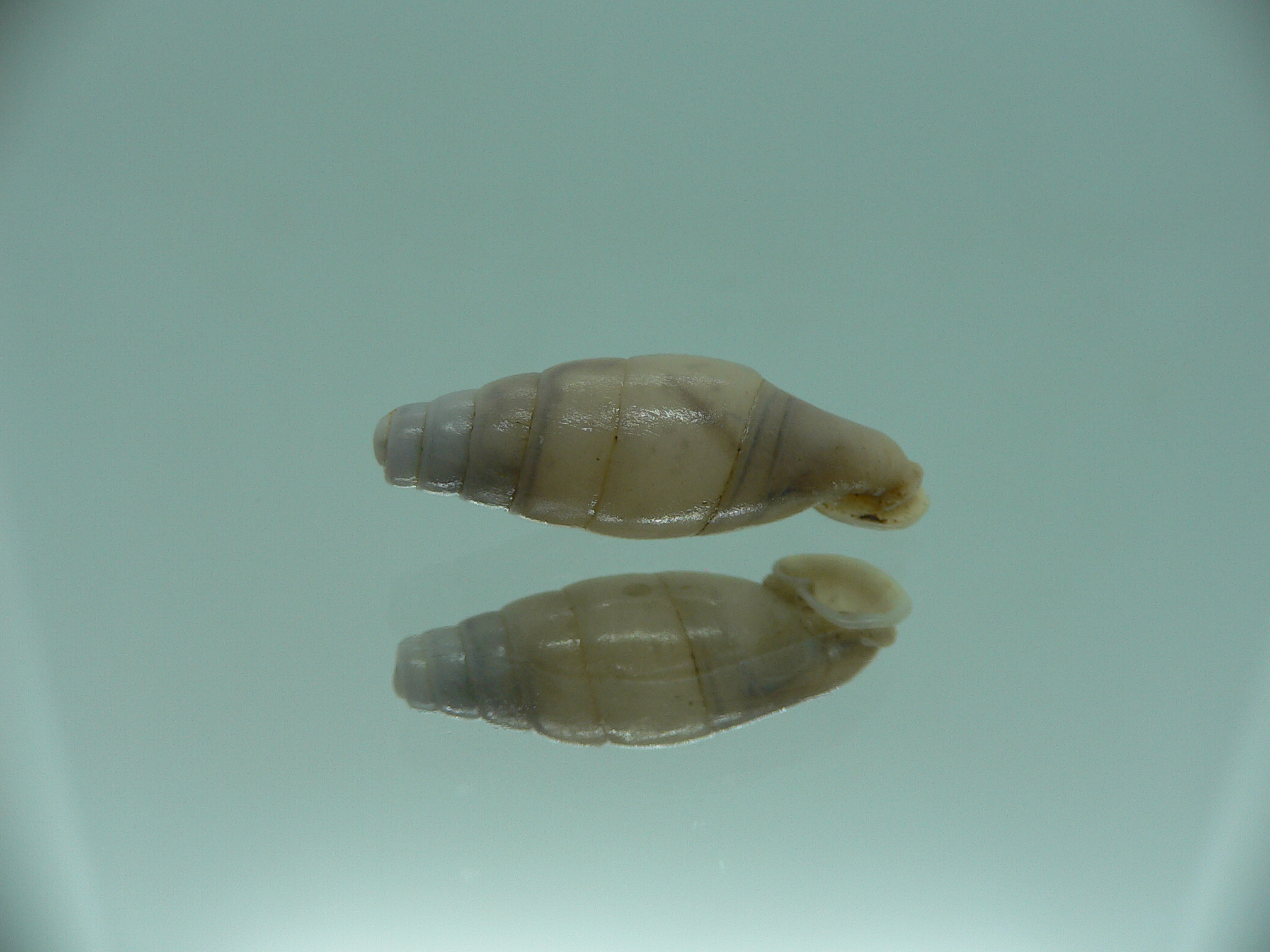 Dautzenbergiella mansuyi mansuyi