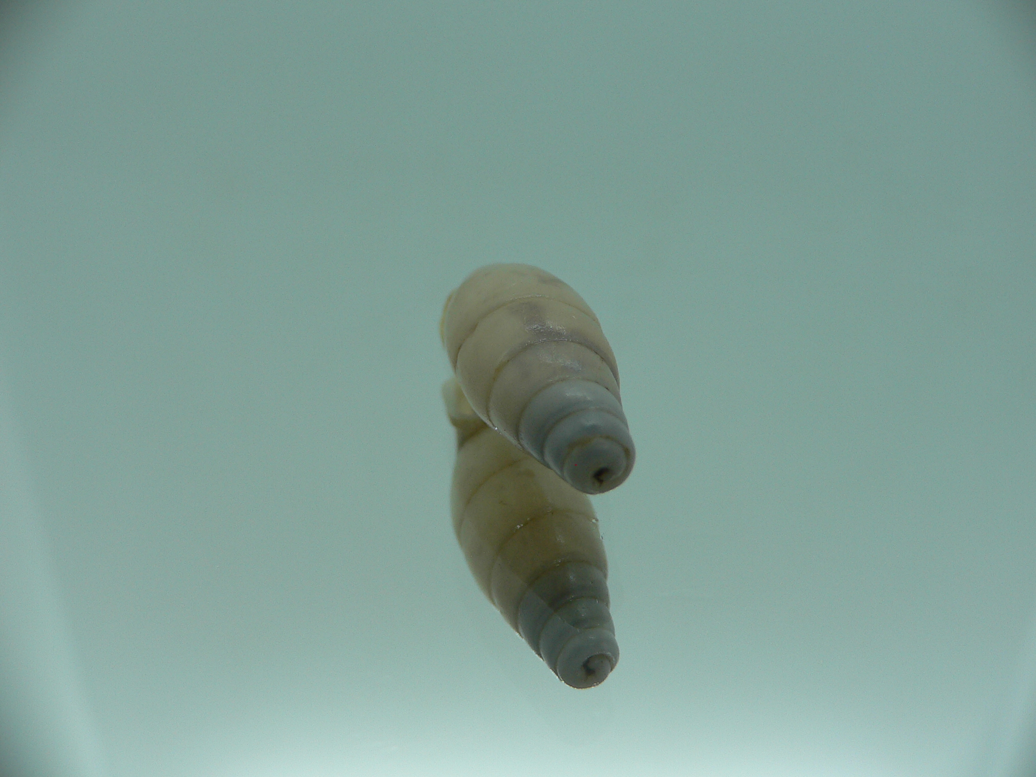 Dautzenbergiella mansuyi mansuyi