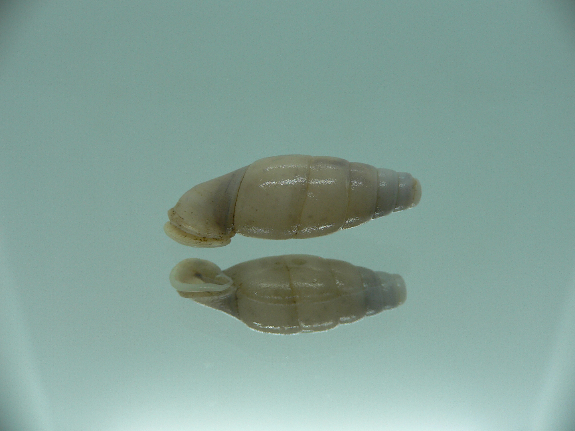 Dautzenbergiella mansuyi mansuyi