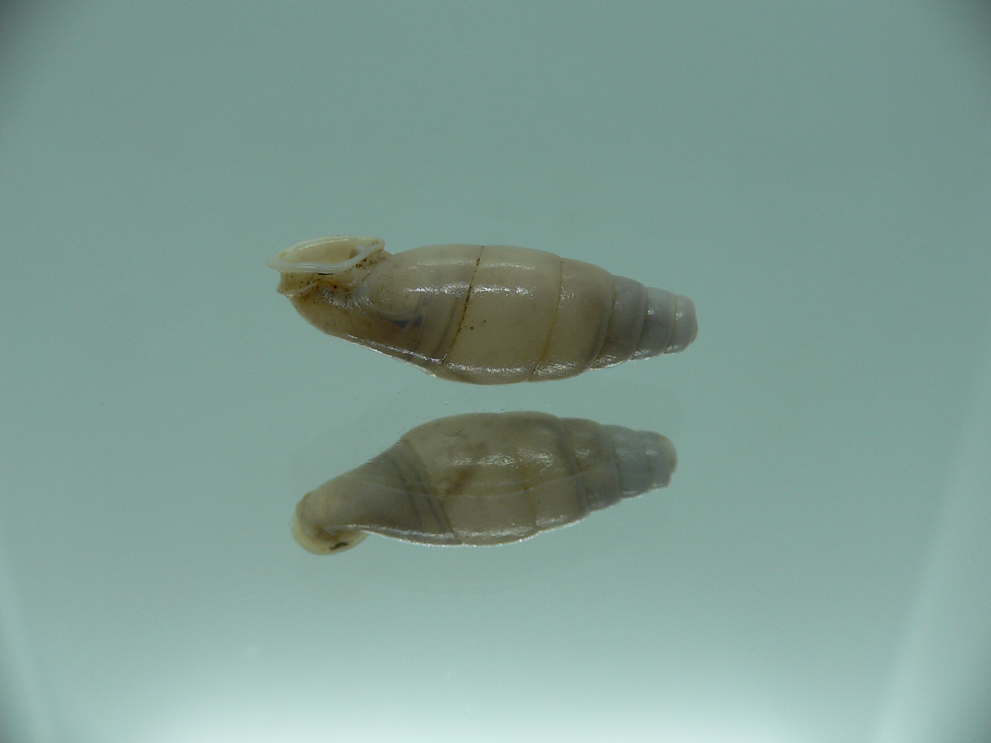 Dautzenbergiella mansuyi mansuyi