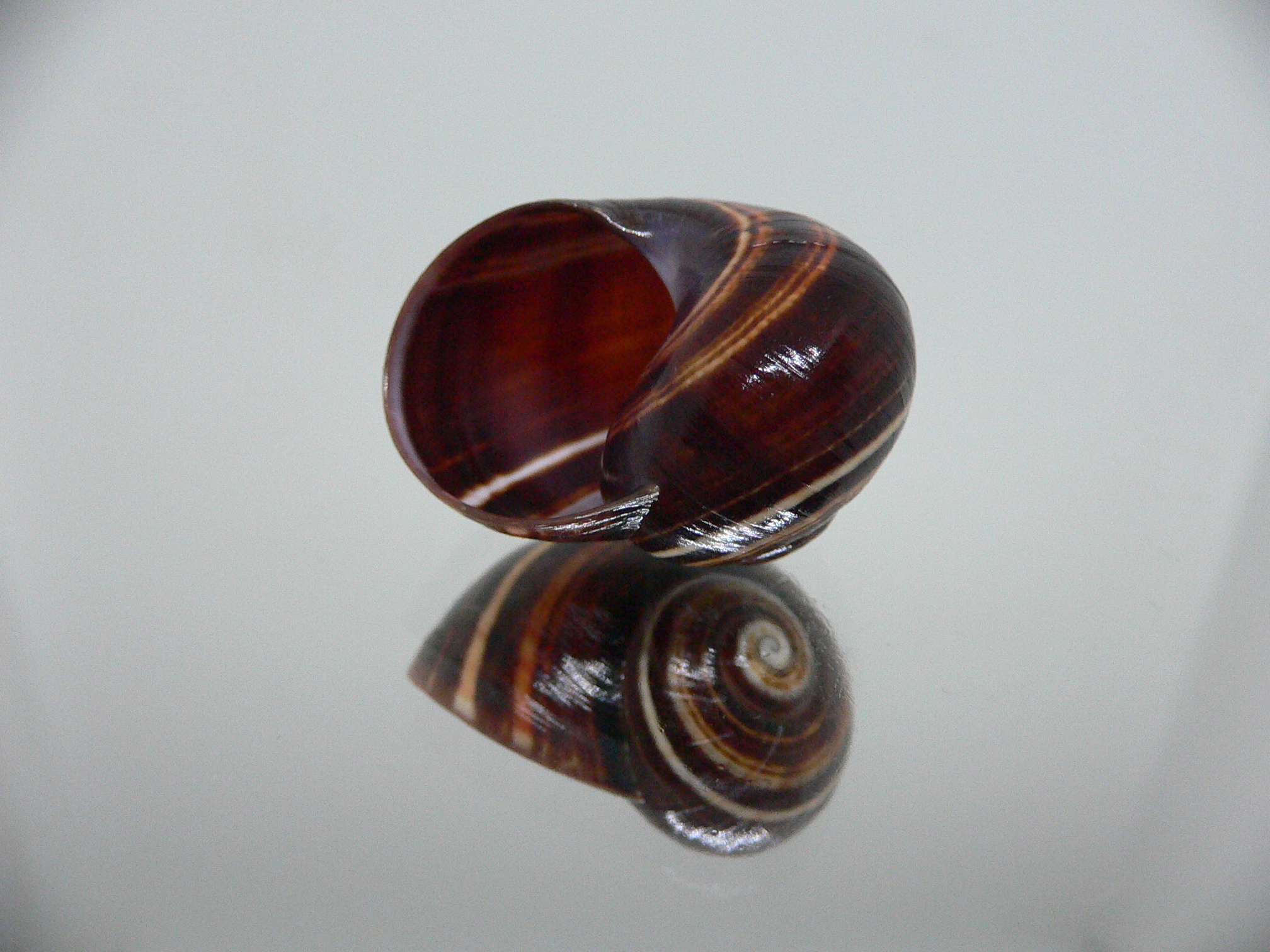 Polymita picta iolimbata RARE