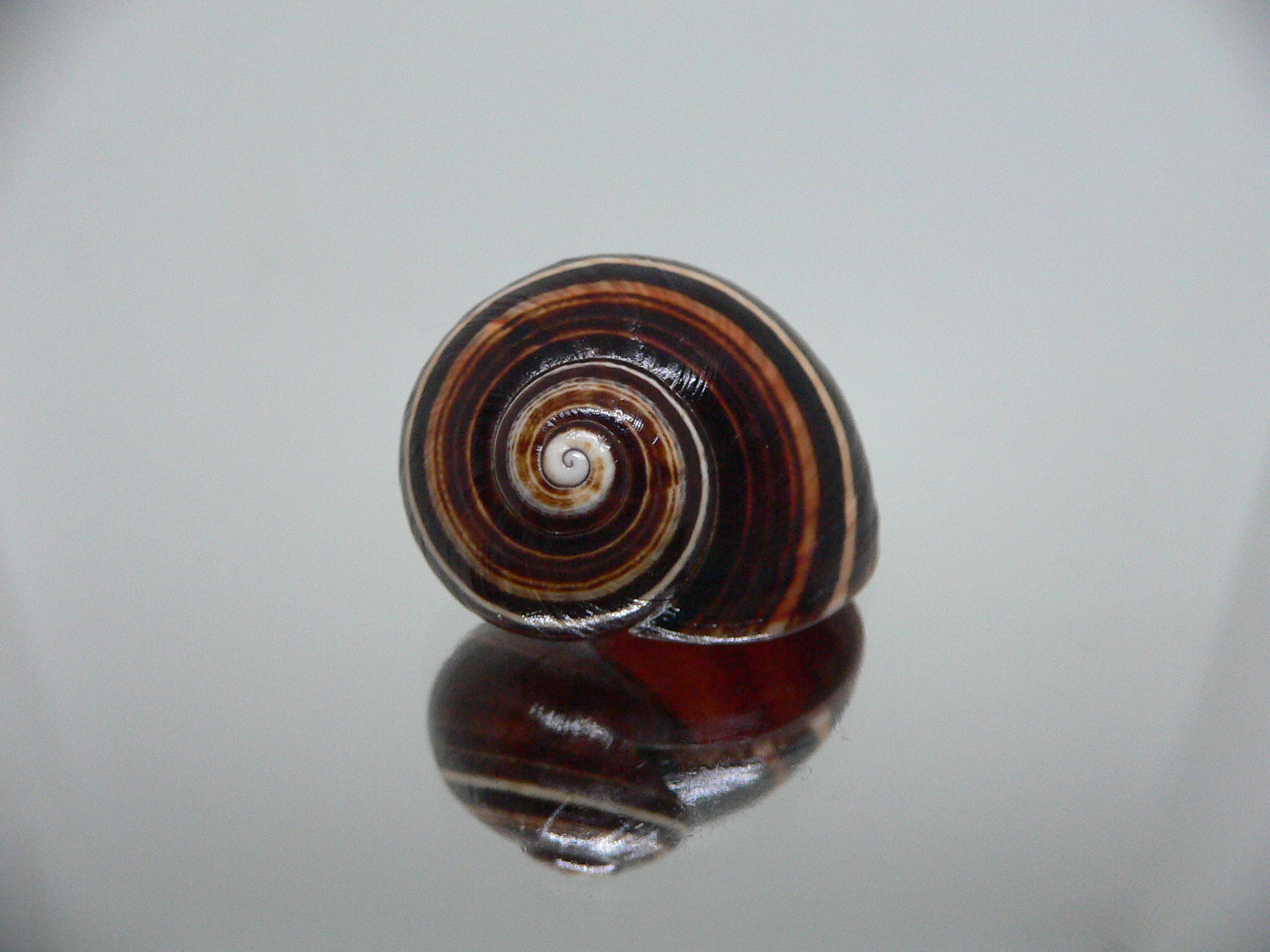 Polymita picta iolimbata RARE