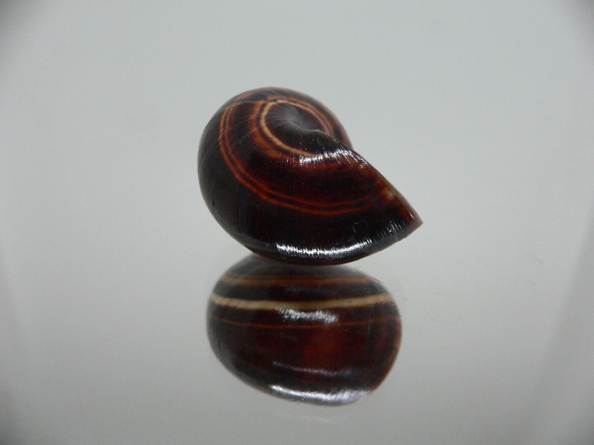 Polymita picta iolimbata RARE