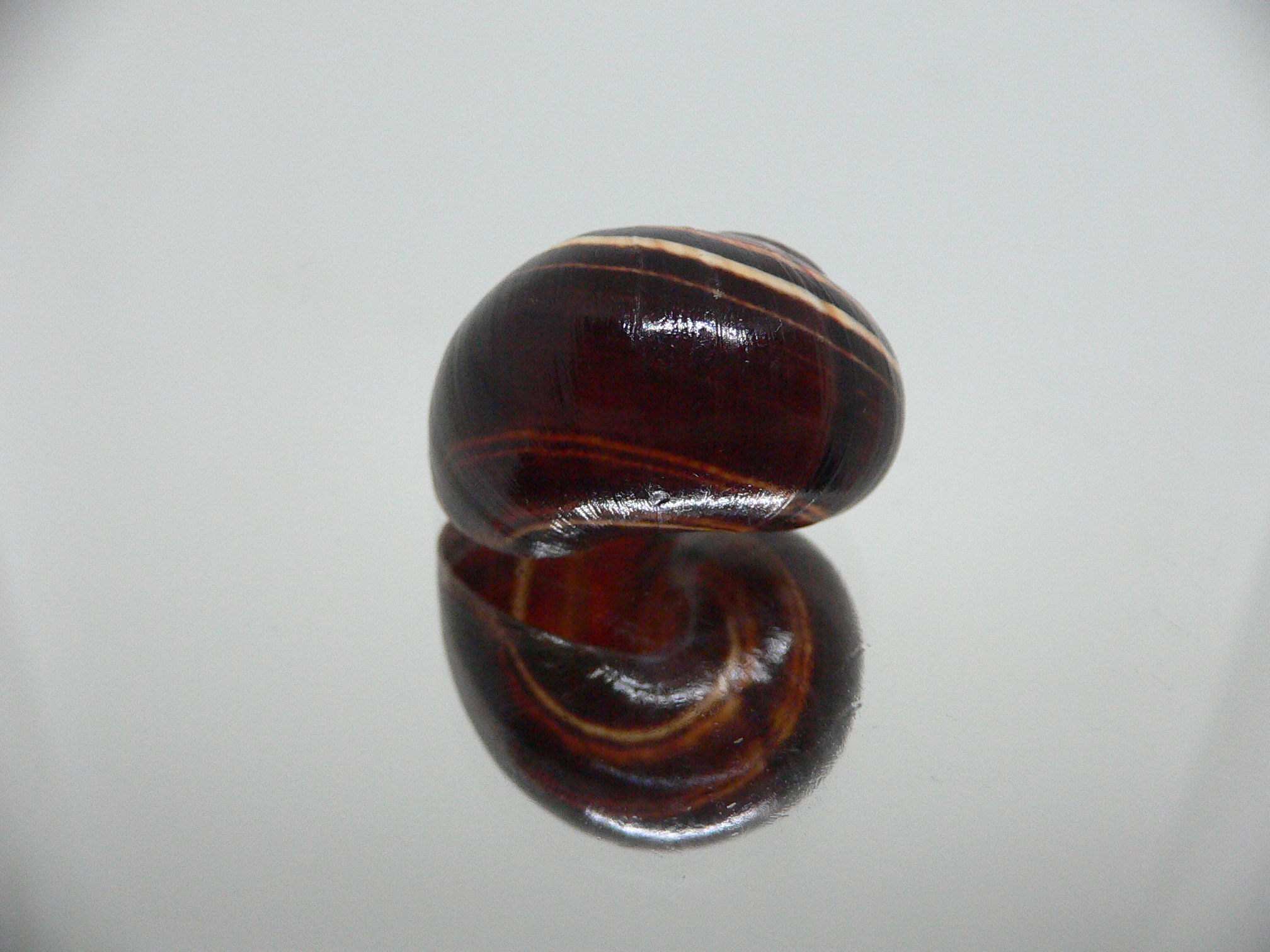 Polymita picta iolimbata RARE