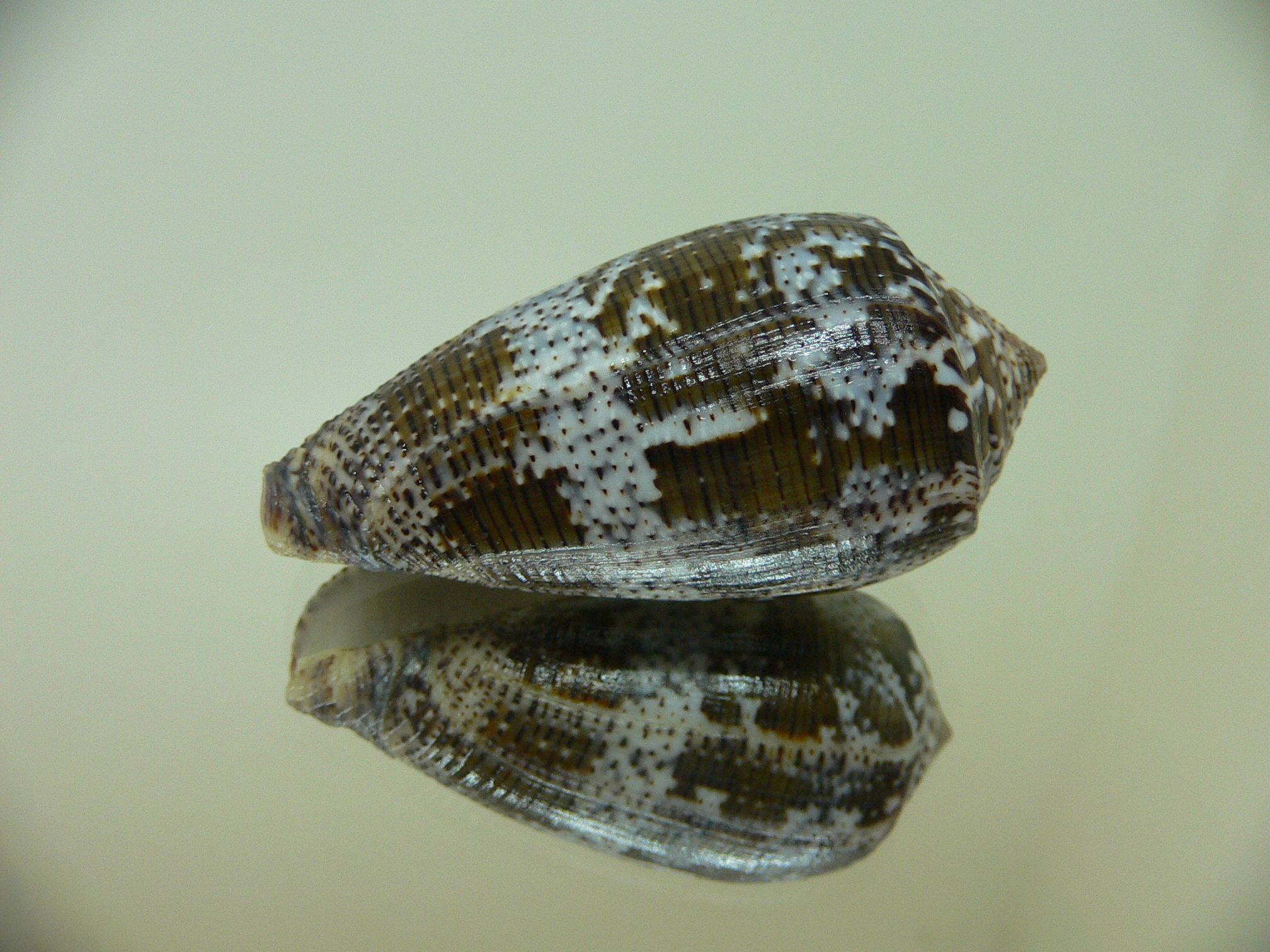 Conus achatinus BLUE TINT