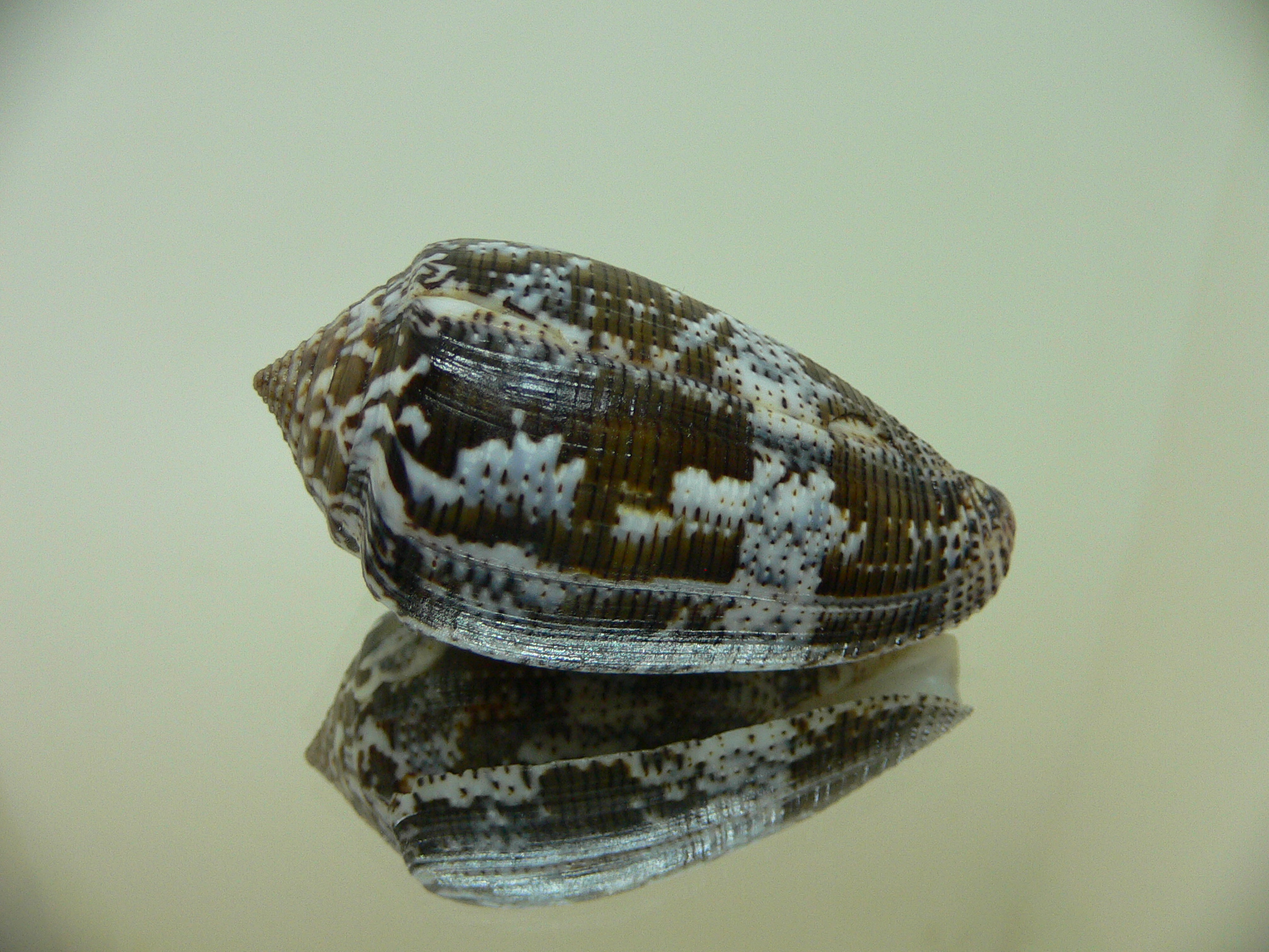 Conus achatinus BLUE TINT