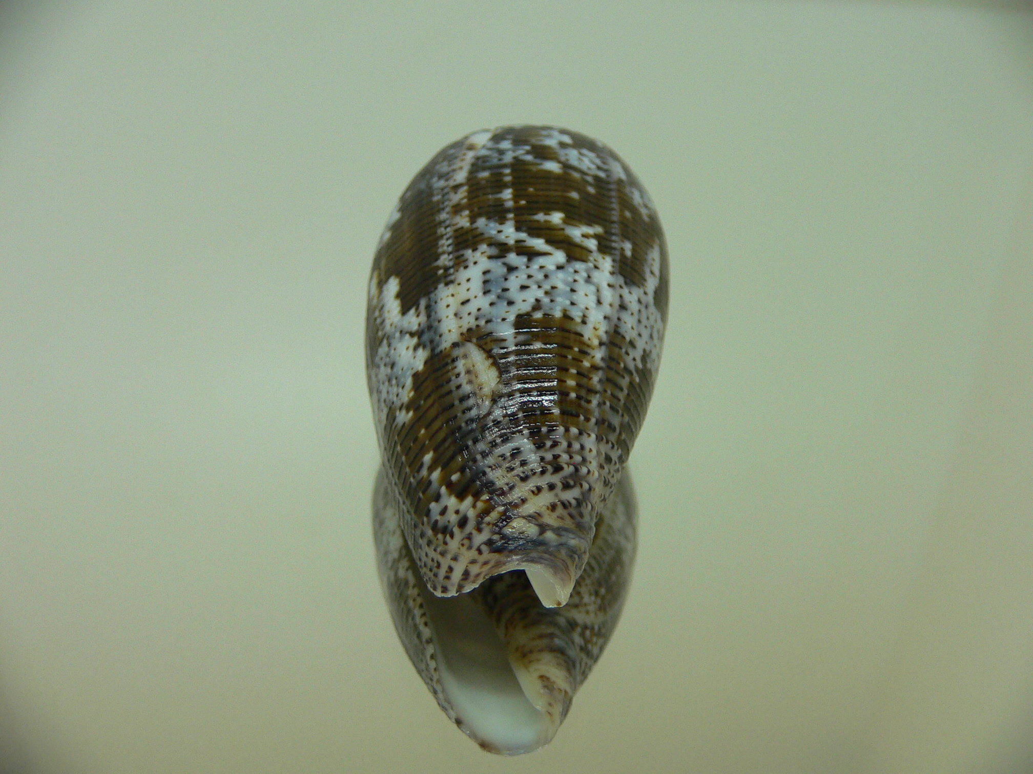 Conus achatinus BLUE TINT