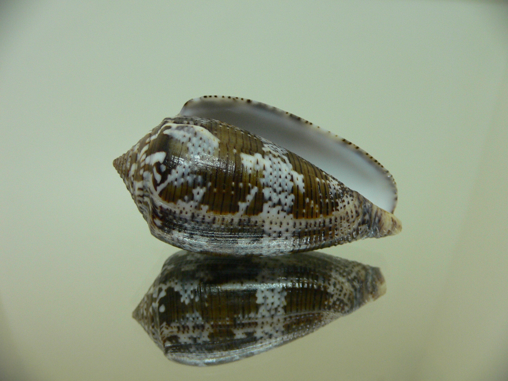 Conus achatinus BLUE TINT