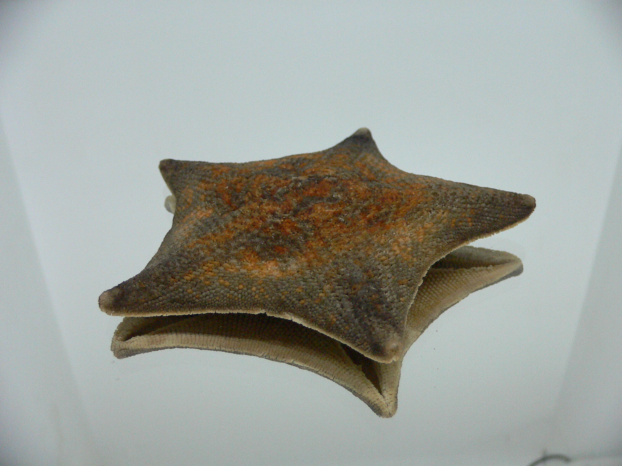 Patiria pectinifera 5