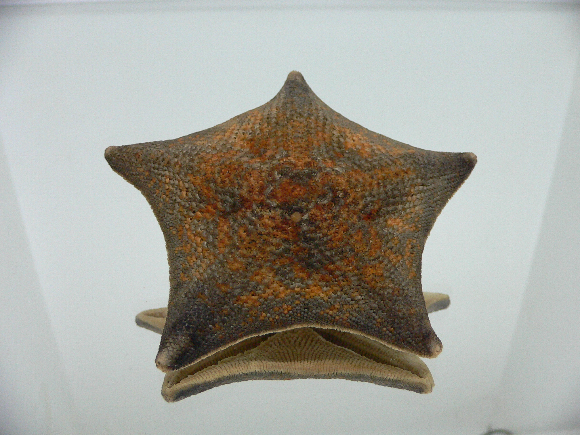 Patiria pectinifera 5