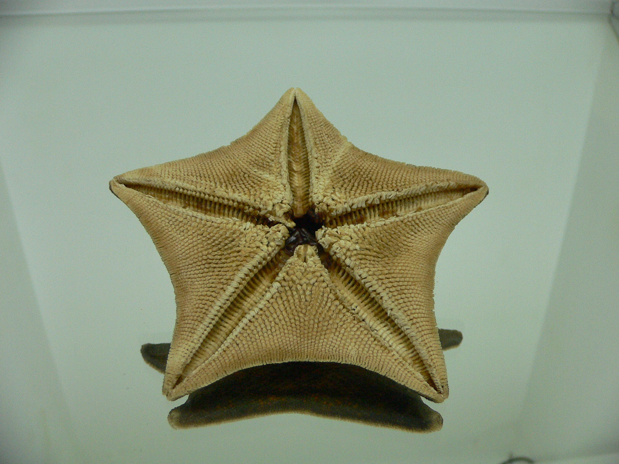 Patiria pectinifera 5