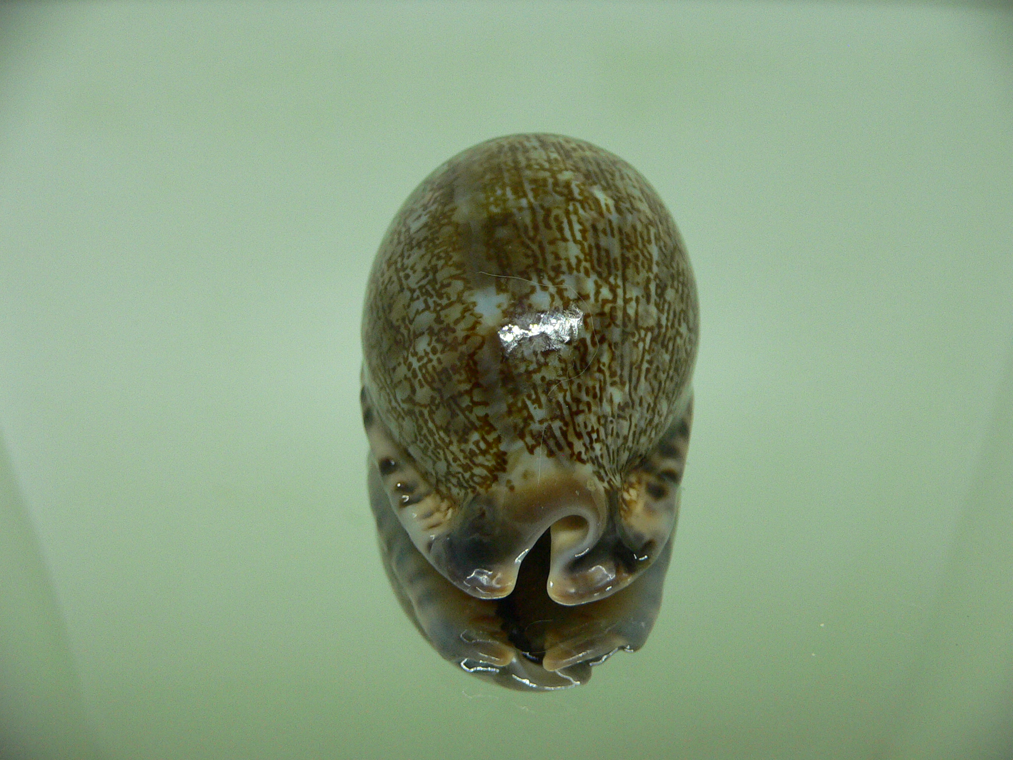 Cypraea arabica asiatica ORANGE BASE