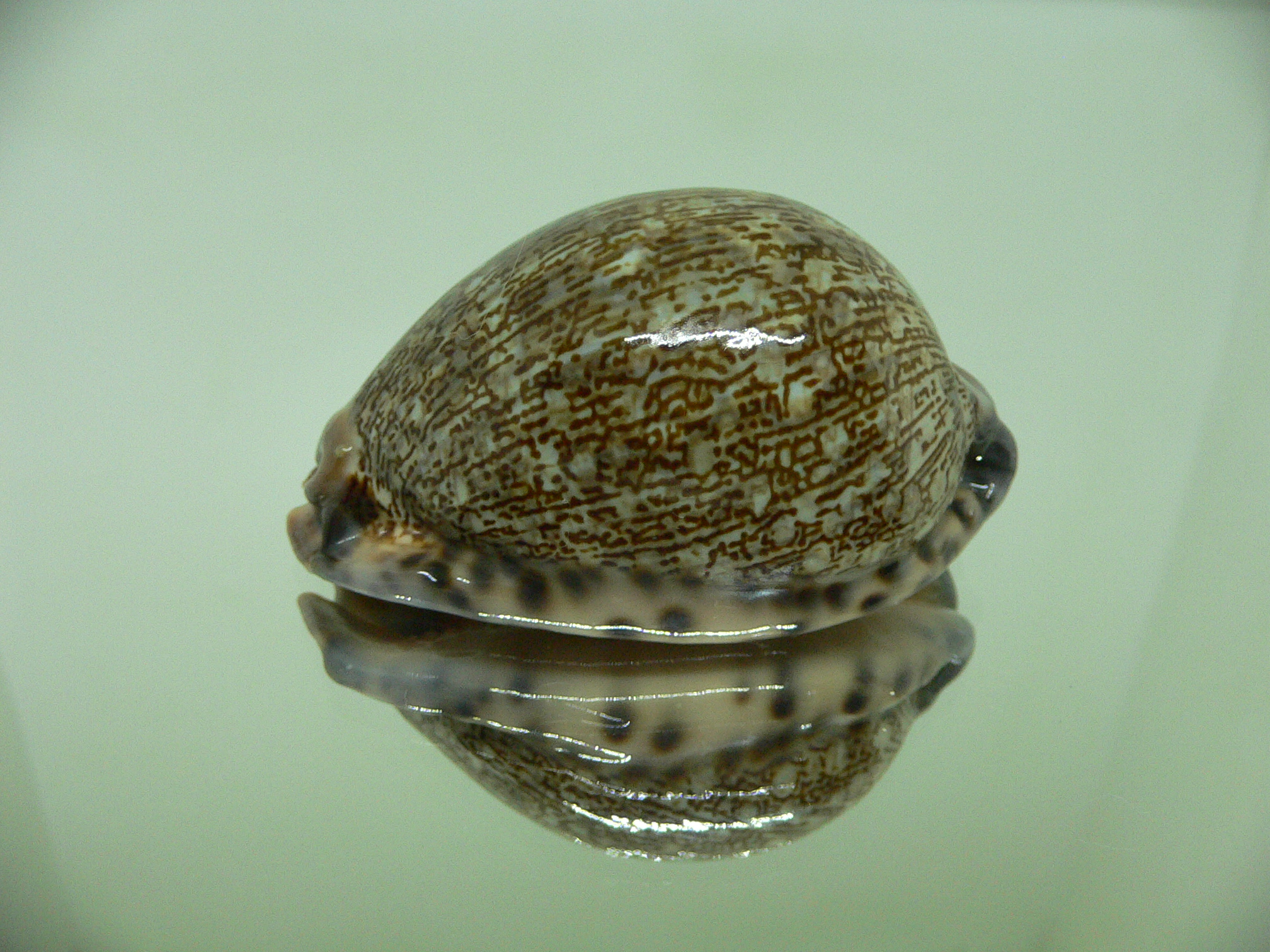 Cypraea arabica asiatica ORANGE BASE