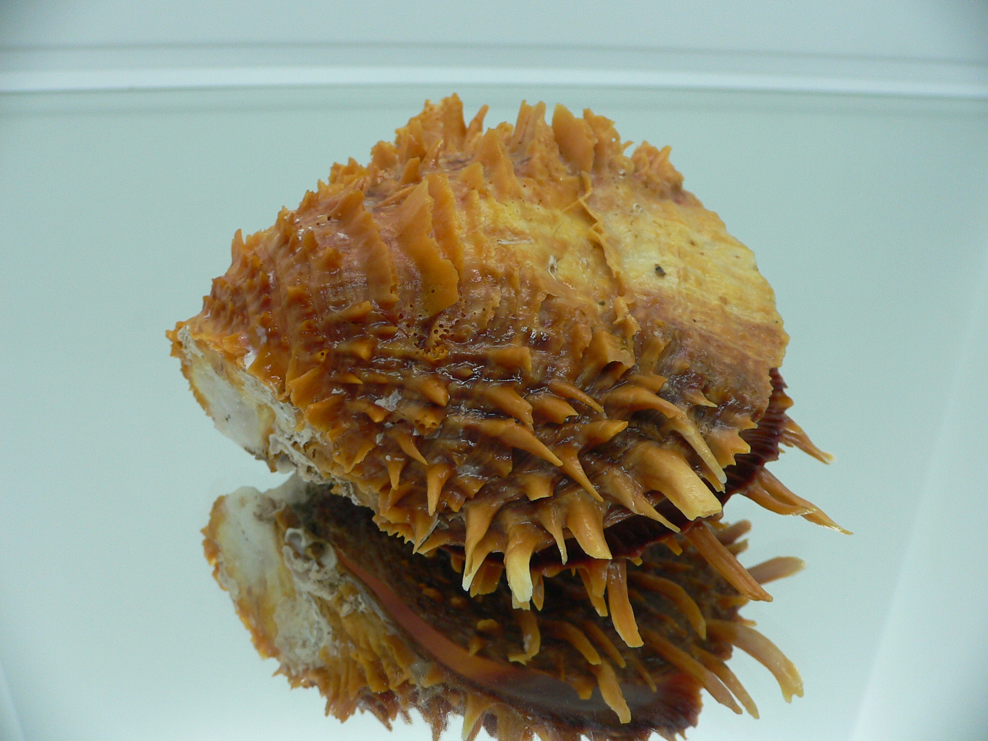 Spondylus squamosus
