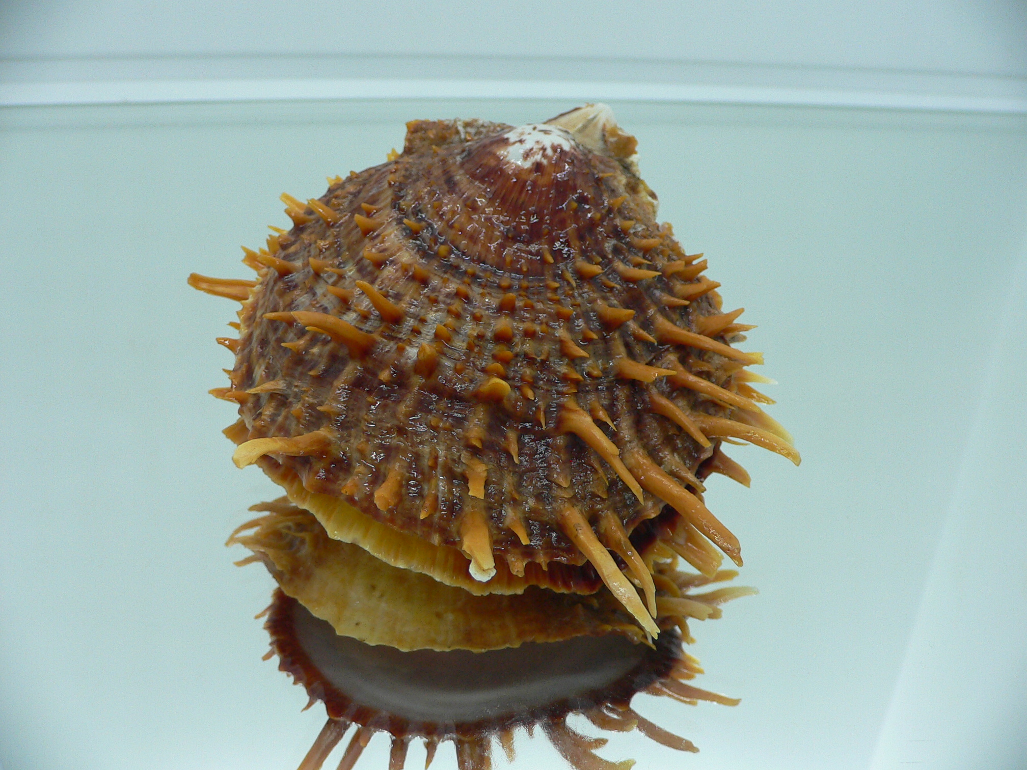 Spondylus squamosus
