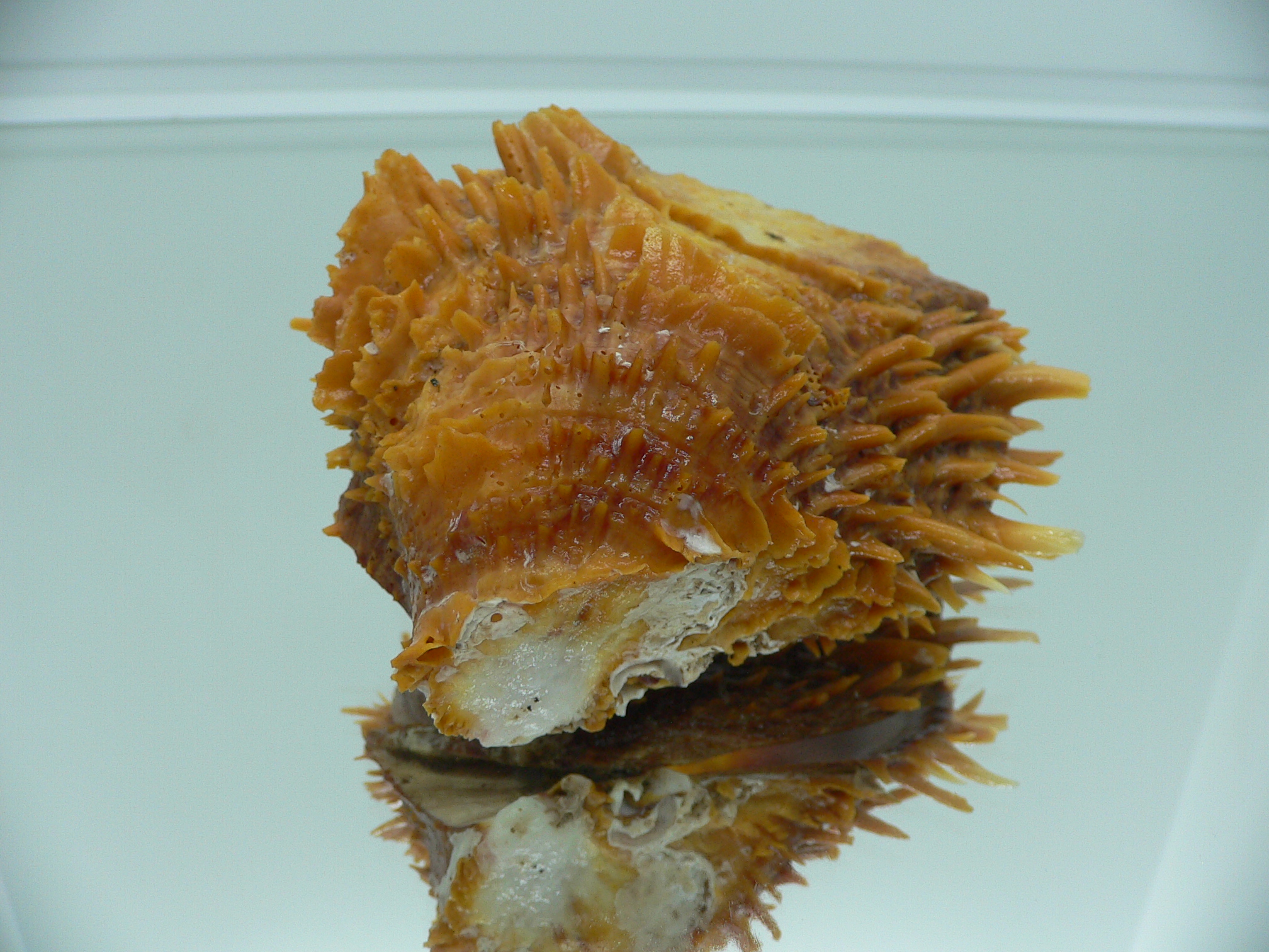 Spondylus squamosus