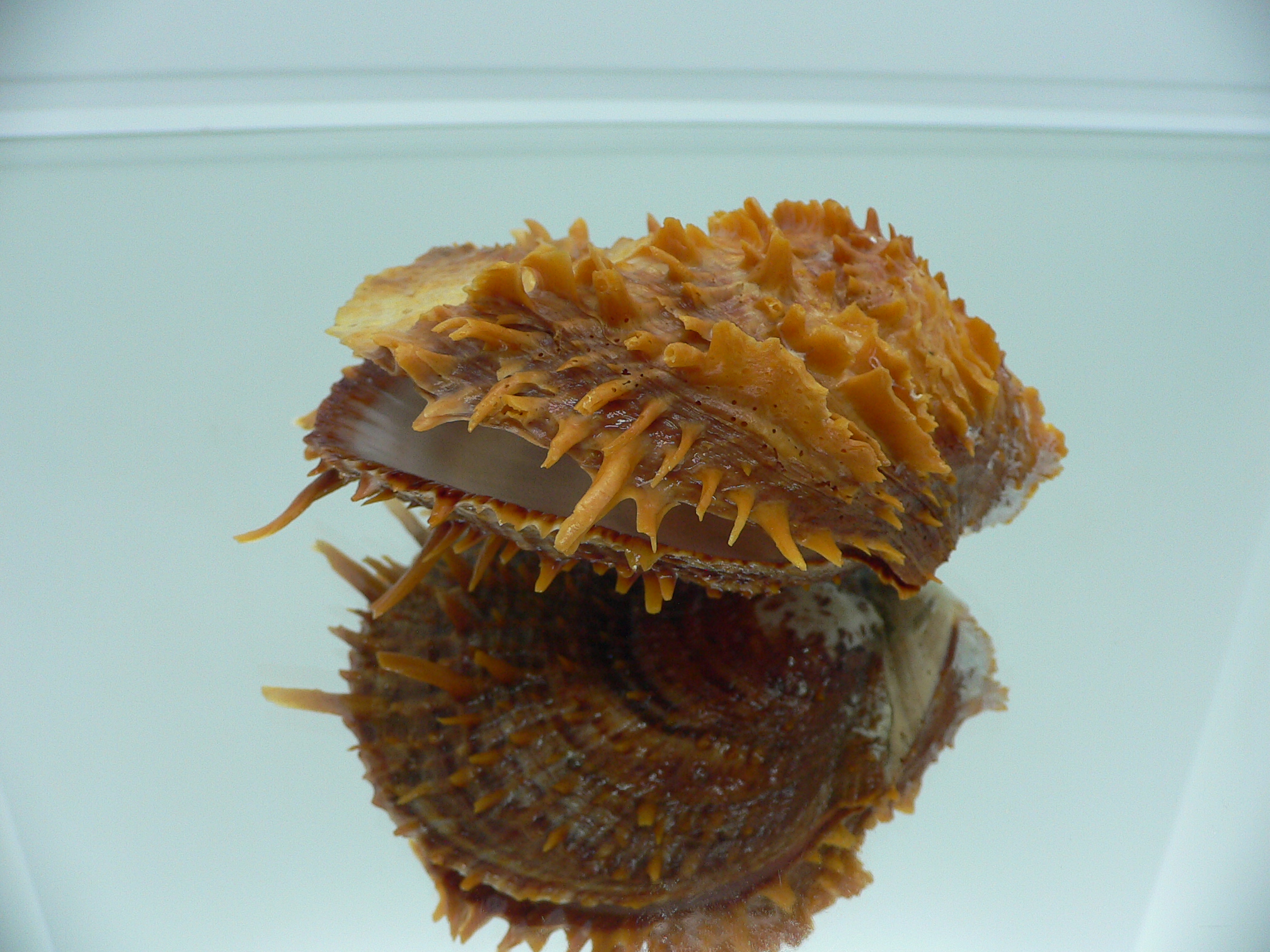 Spondylus squamosus
