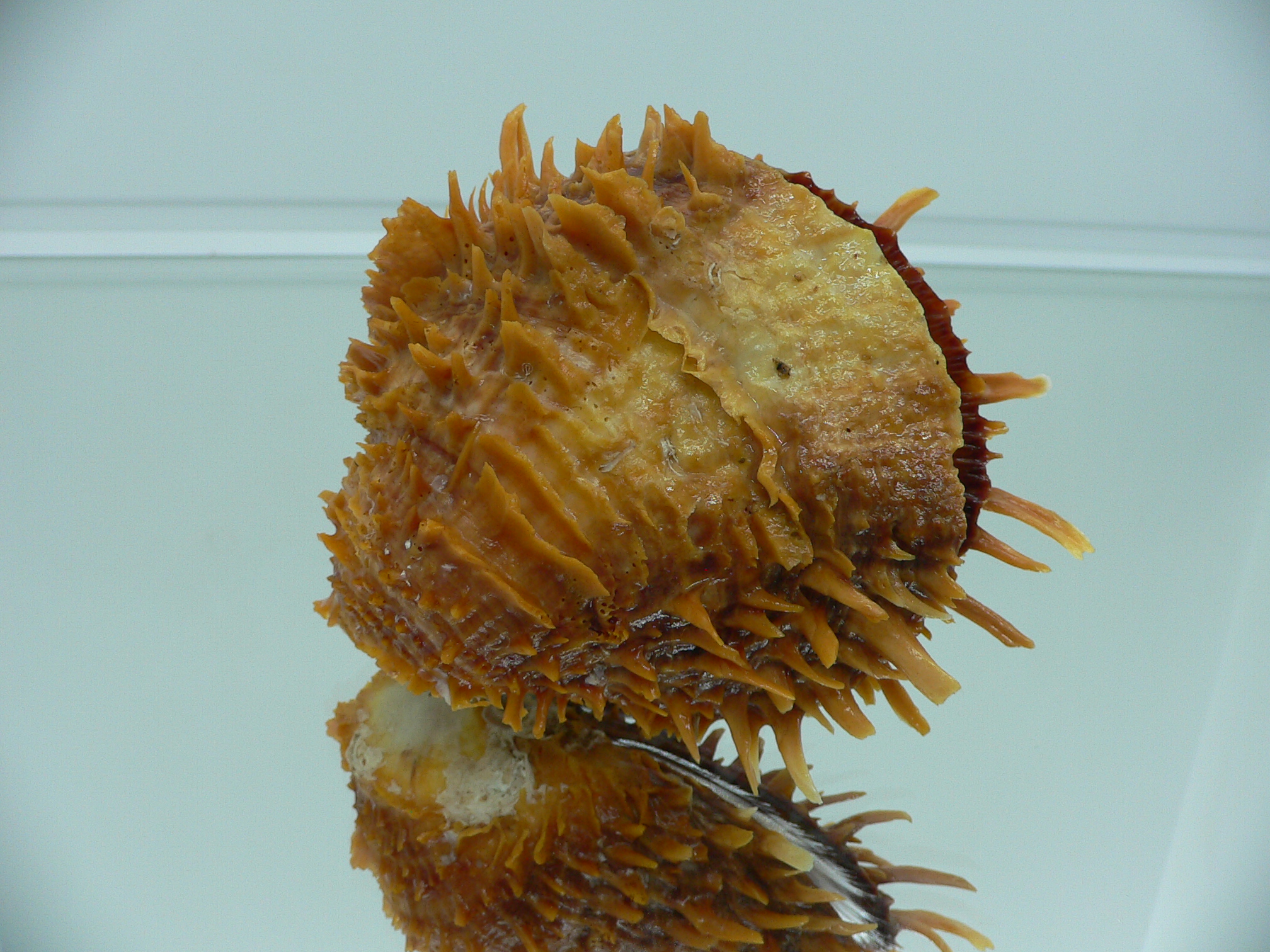 Spondylus squamosus