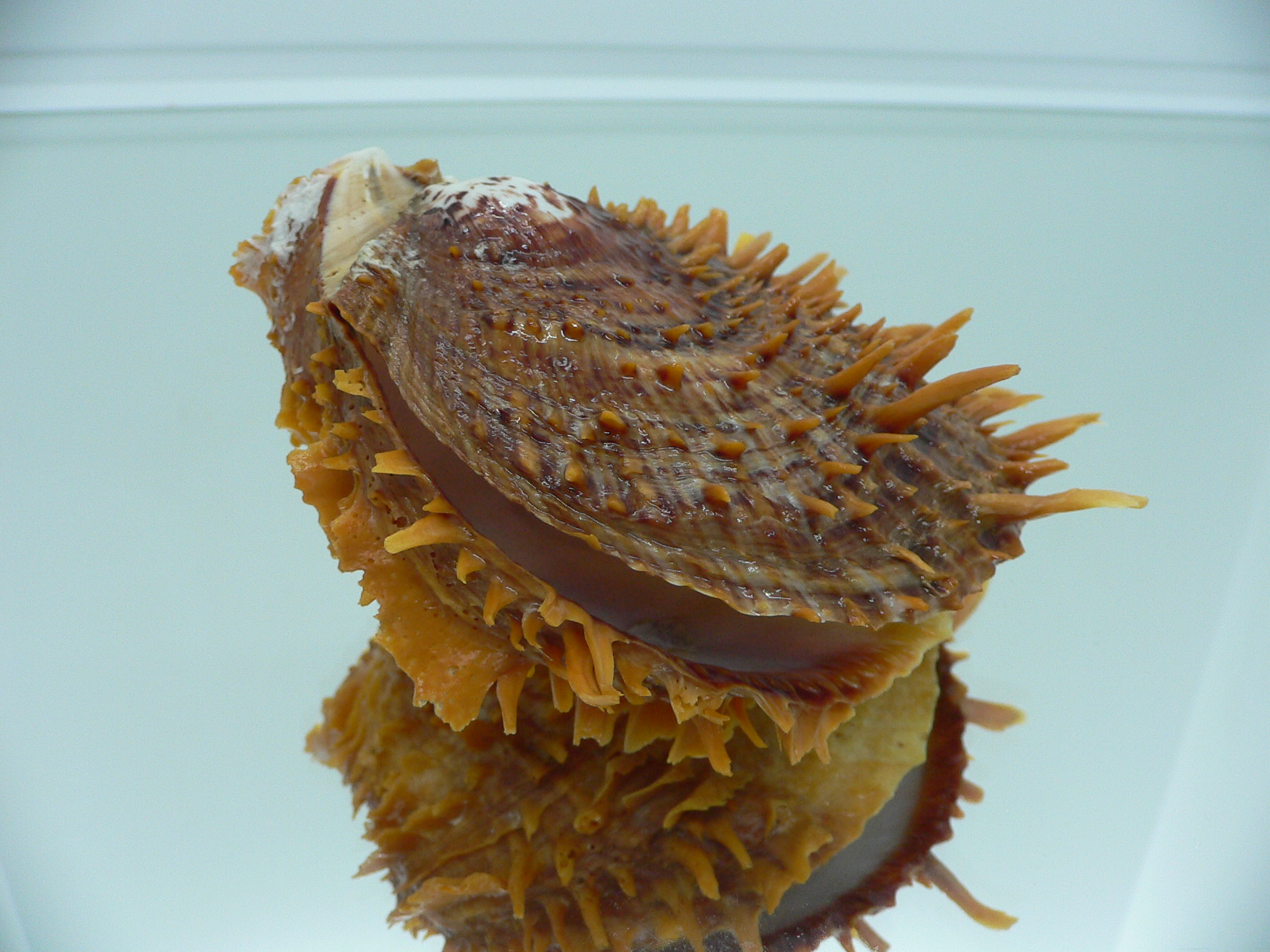 Spondylus squamosus