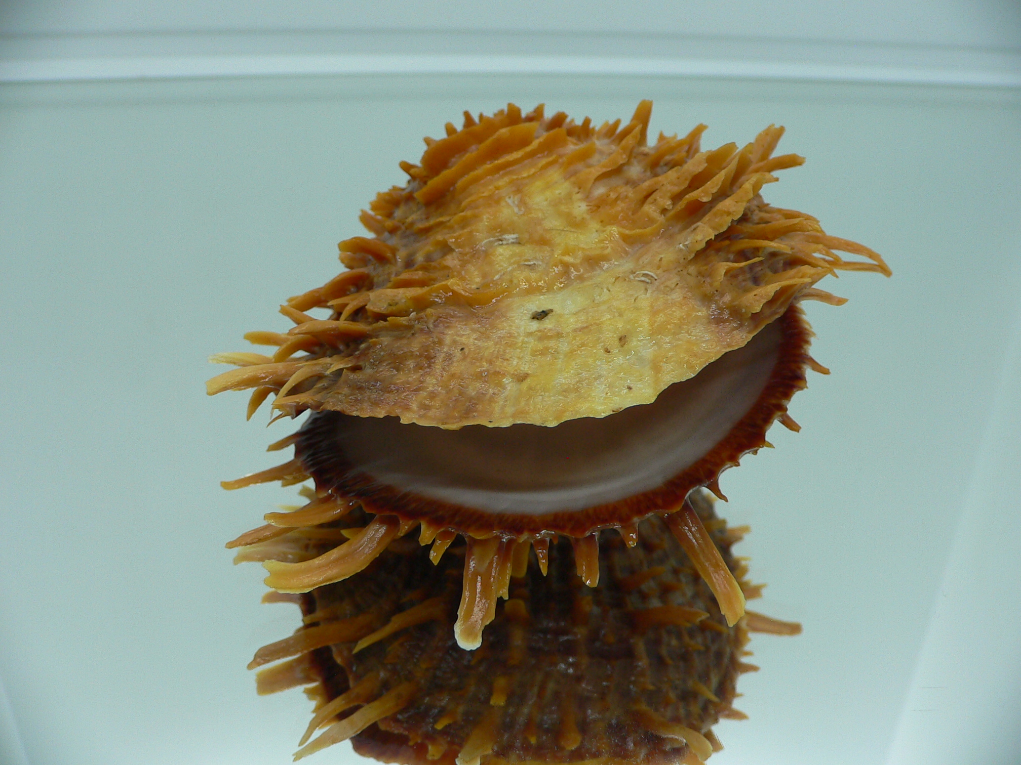 Spondylus squamosus