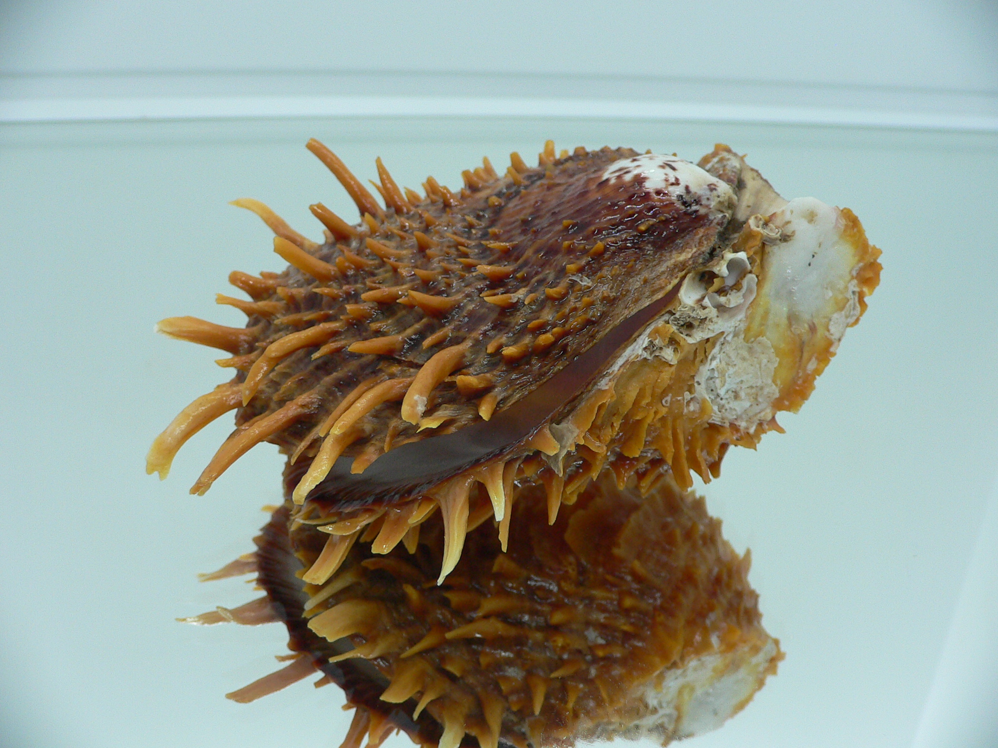 Spondylus squamosus
