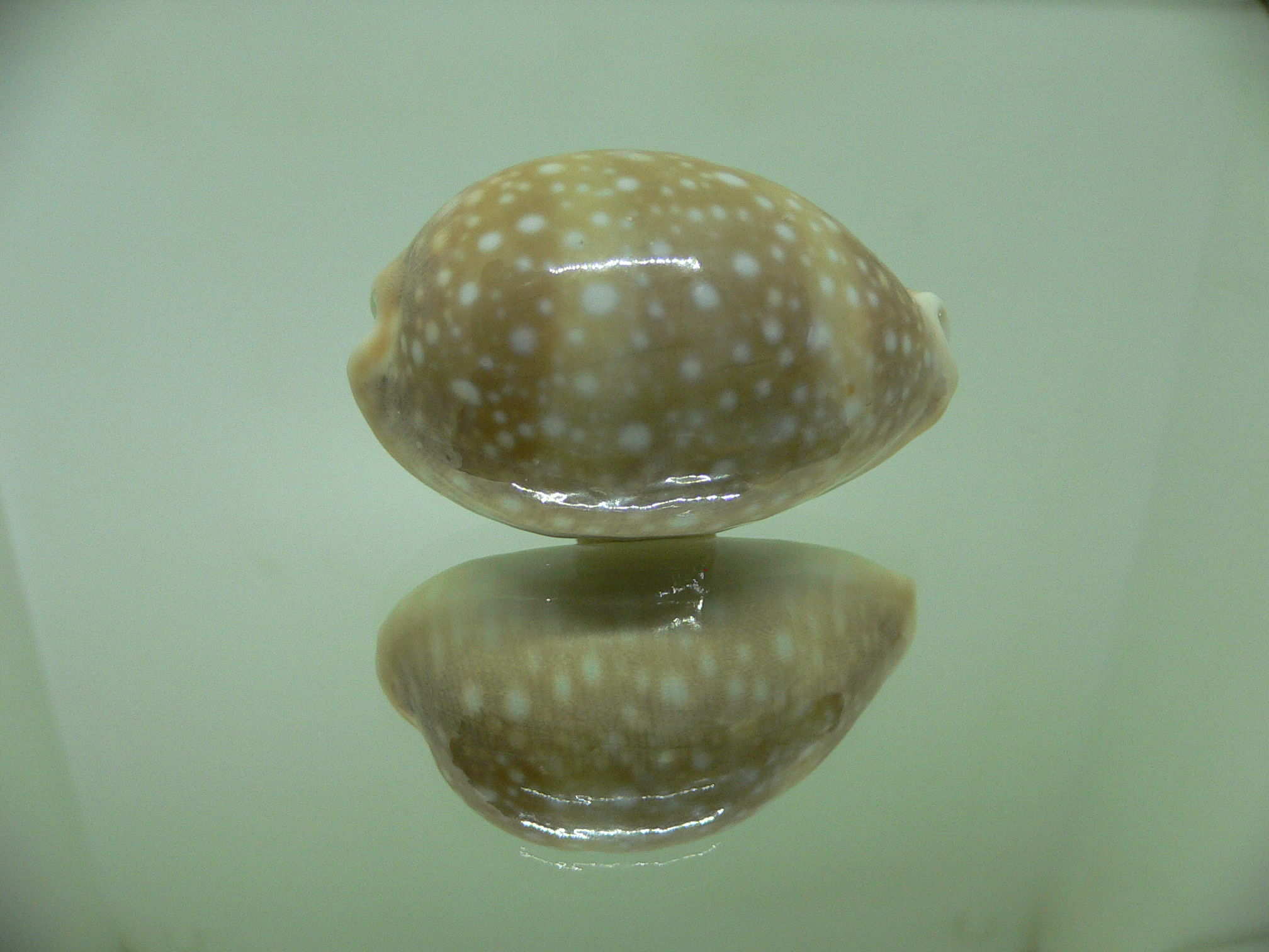 Cypraea vitellus vitellus HEAVY & CALLOUSED