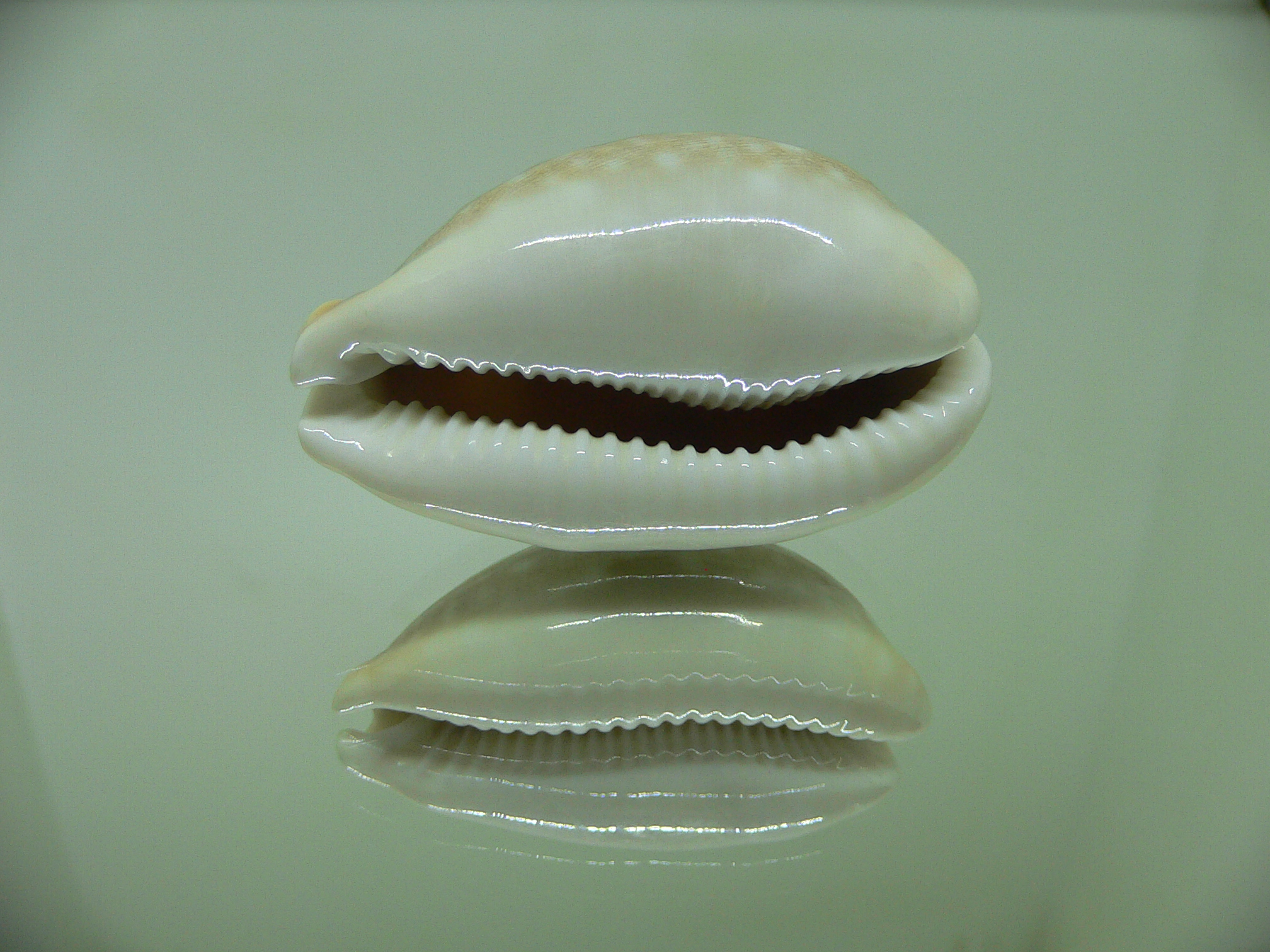 Cypraea vitellus vitellus HEAVY & CALLOUSED