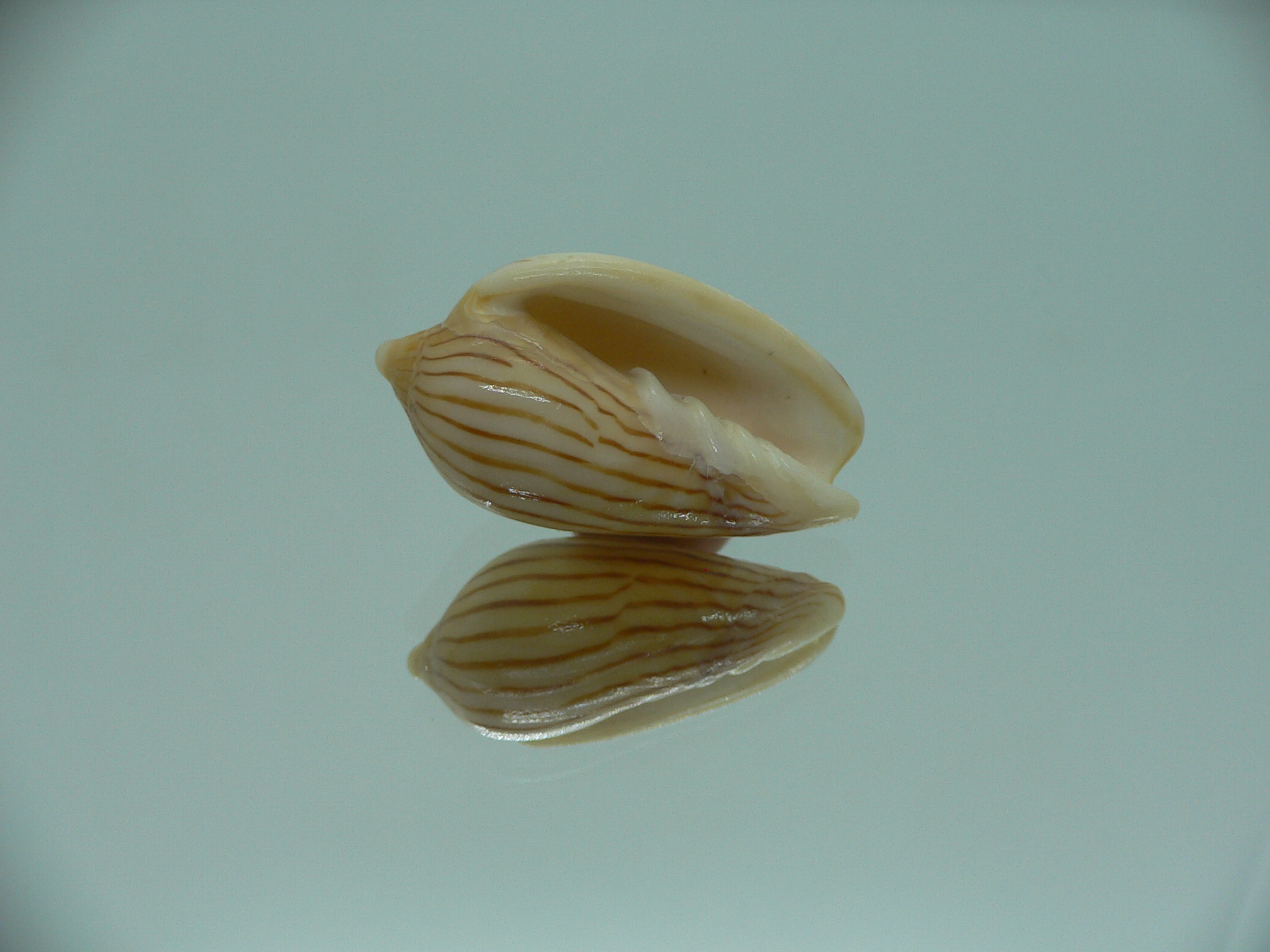 Amoria zebra lineata (var.) dead