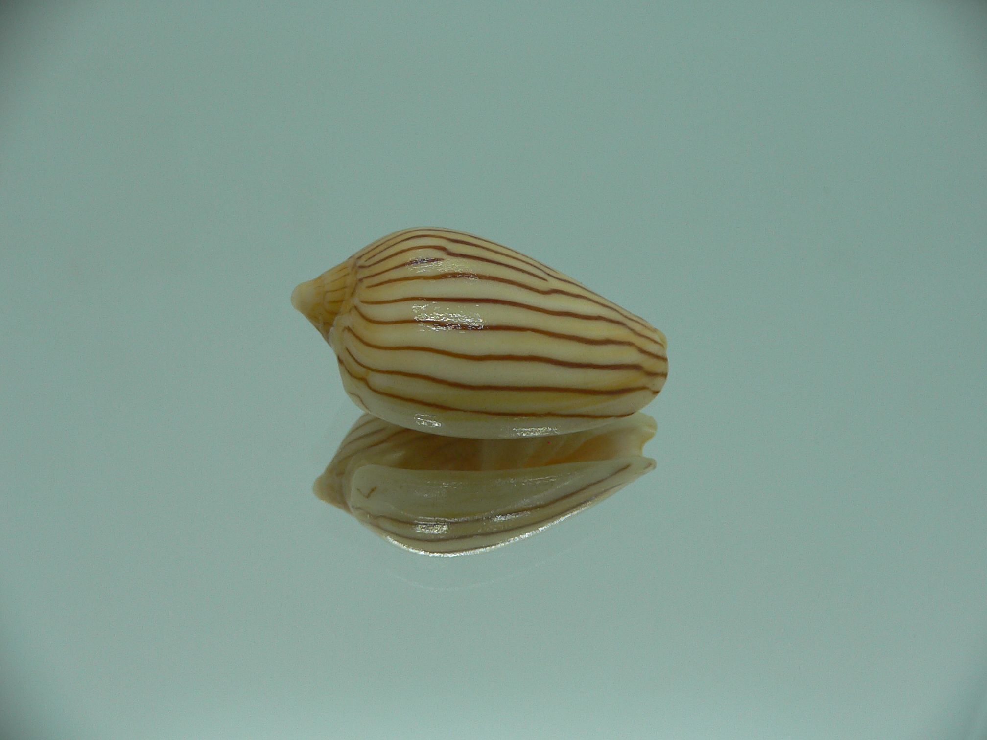 Amoria zebra lineata (var.) dead