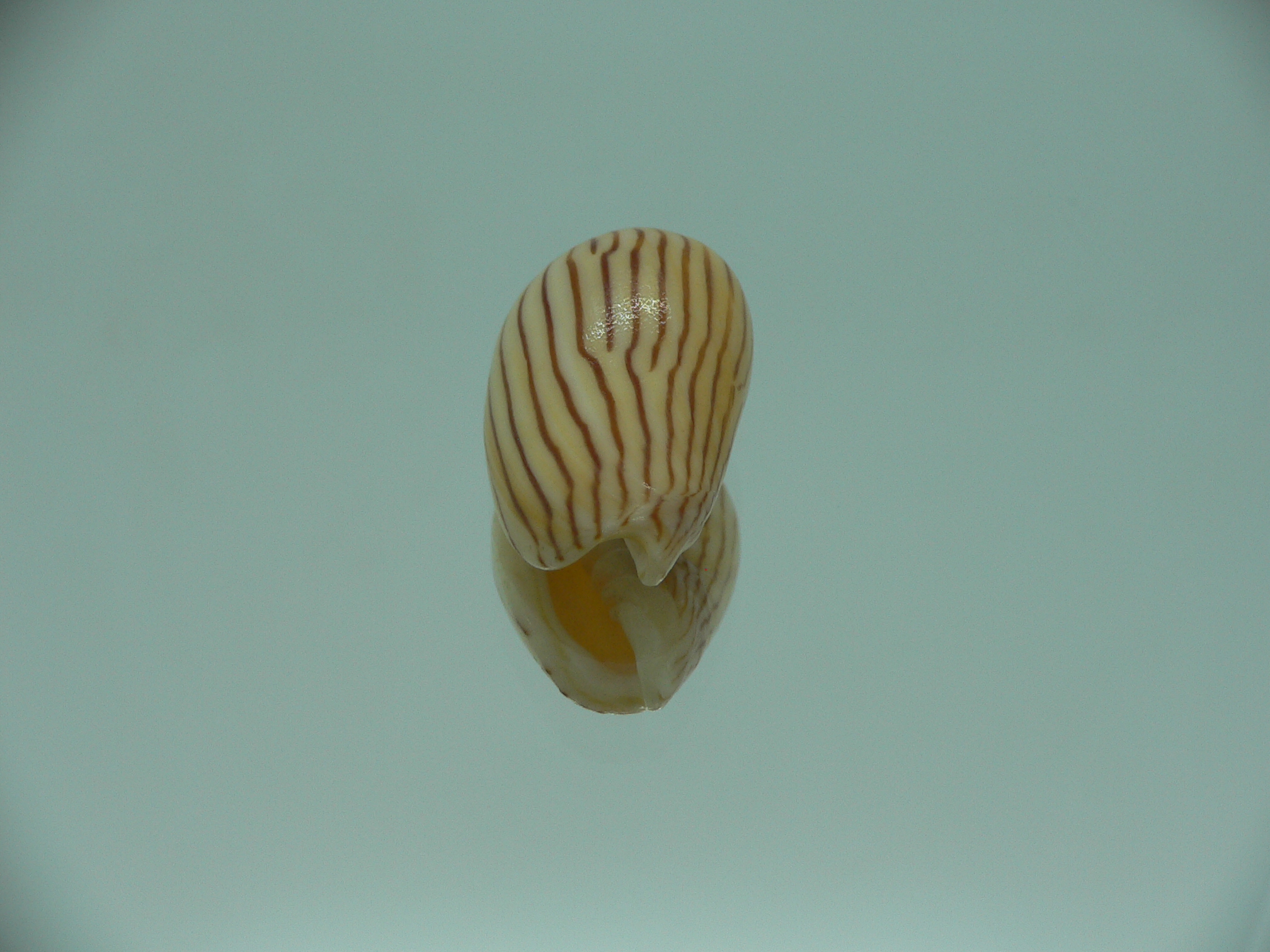 Amoria zebra lineata (var.) dead