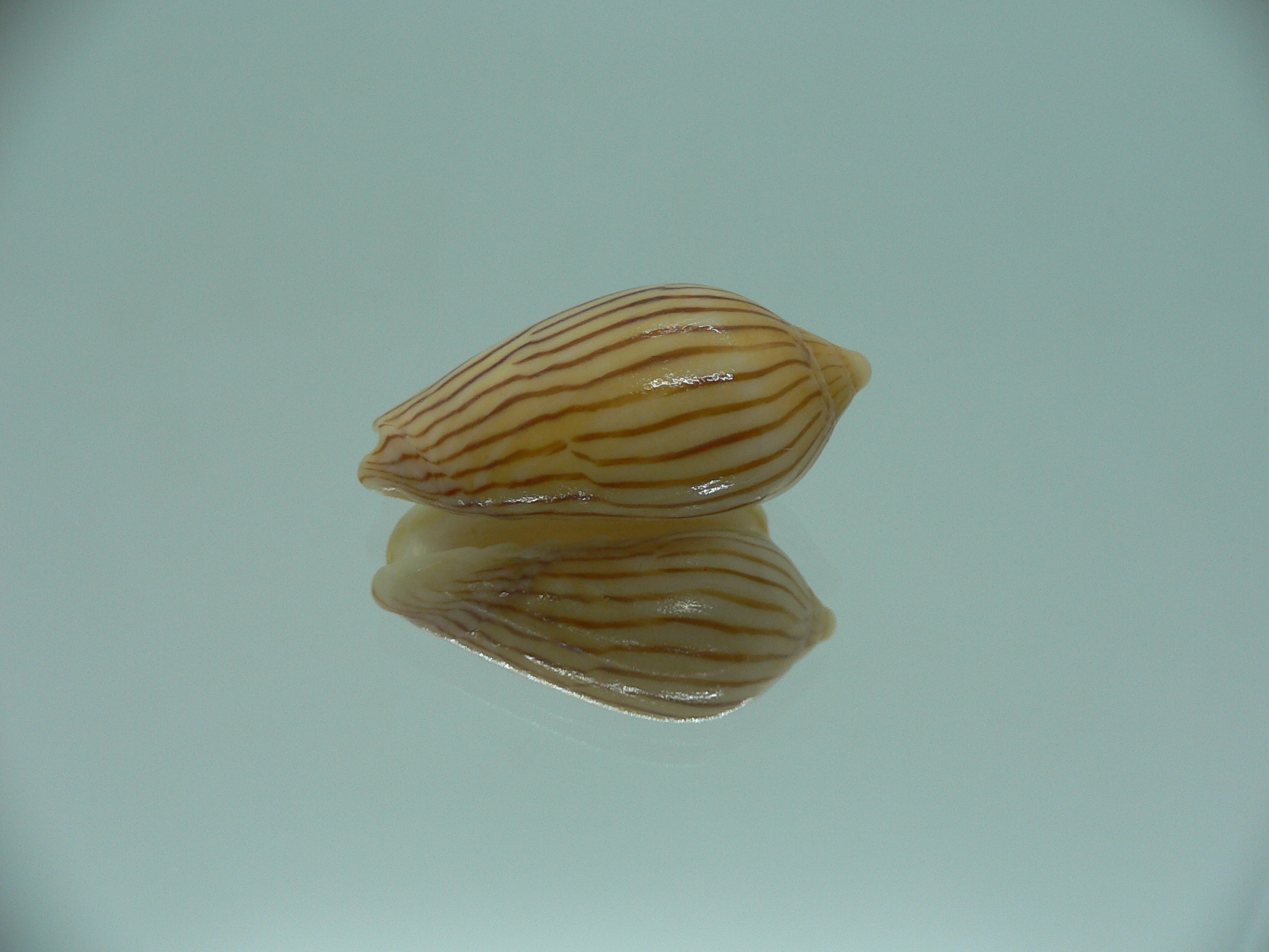 Amoria zebra lineata (var.) dead