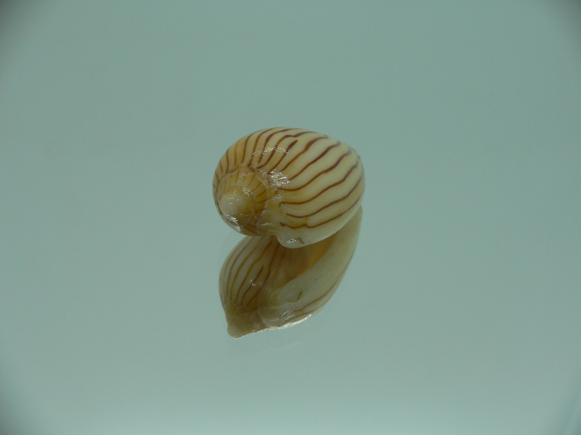 Amoria zebra lineata (var.) dead