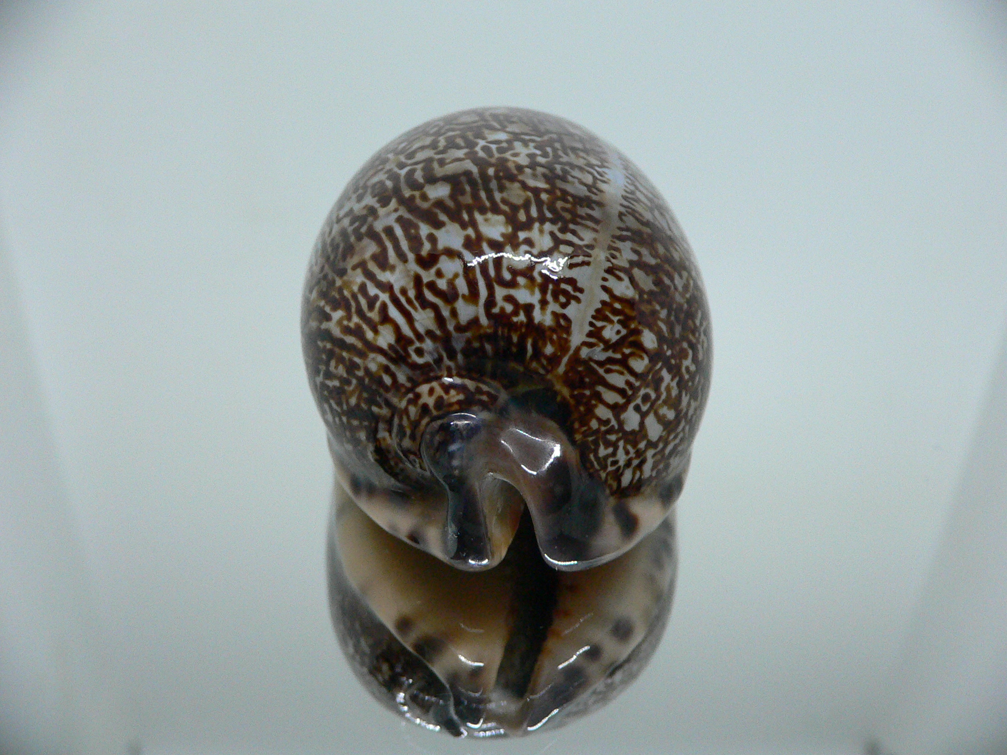 Cypraea arabica DARK QUEEN