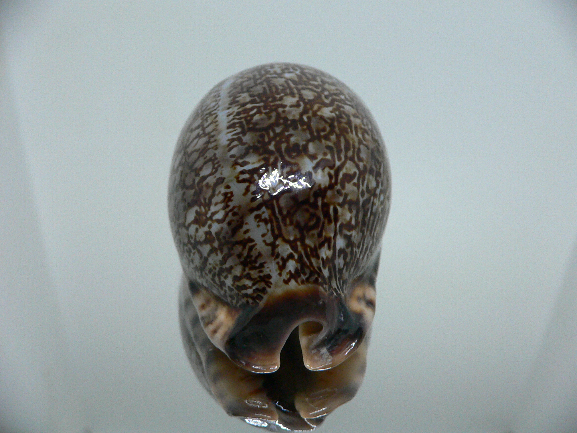 Cypraea arabica DARK QUEEN