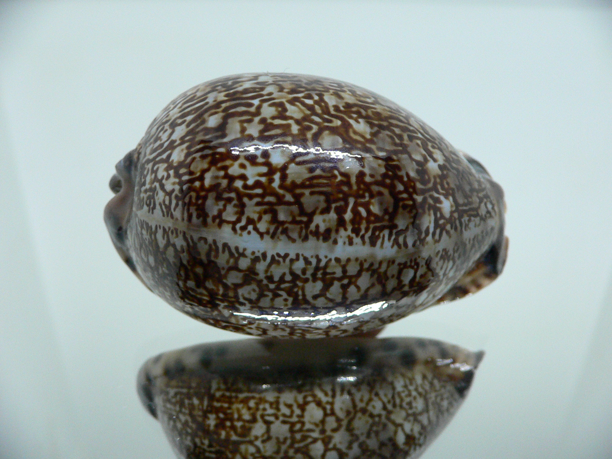 Cypraea arabica DARK QUEEN