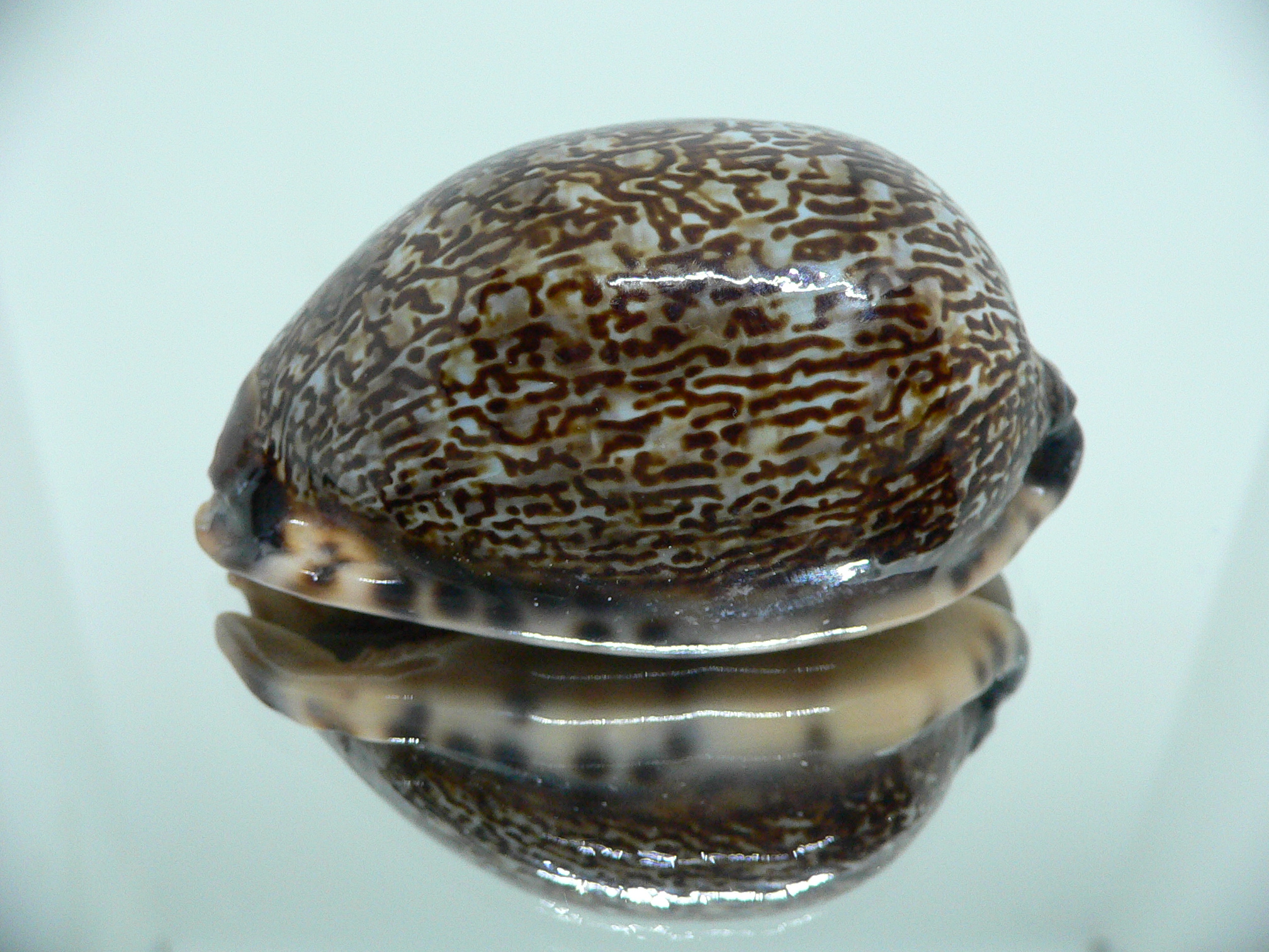 Cypraea arabica DARK QUEEN