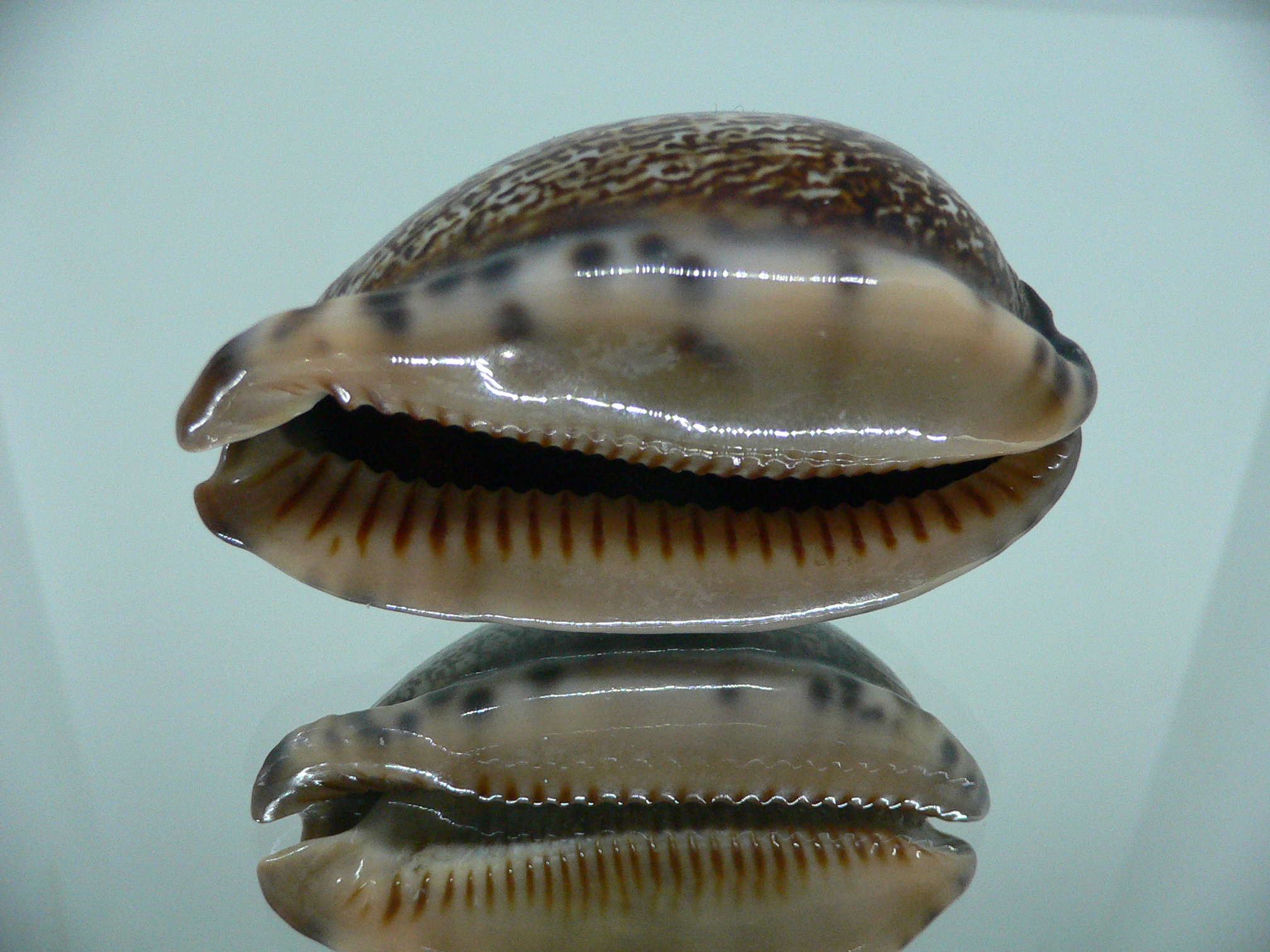 Cypraea arabica DARK QUEEN