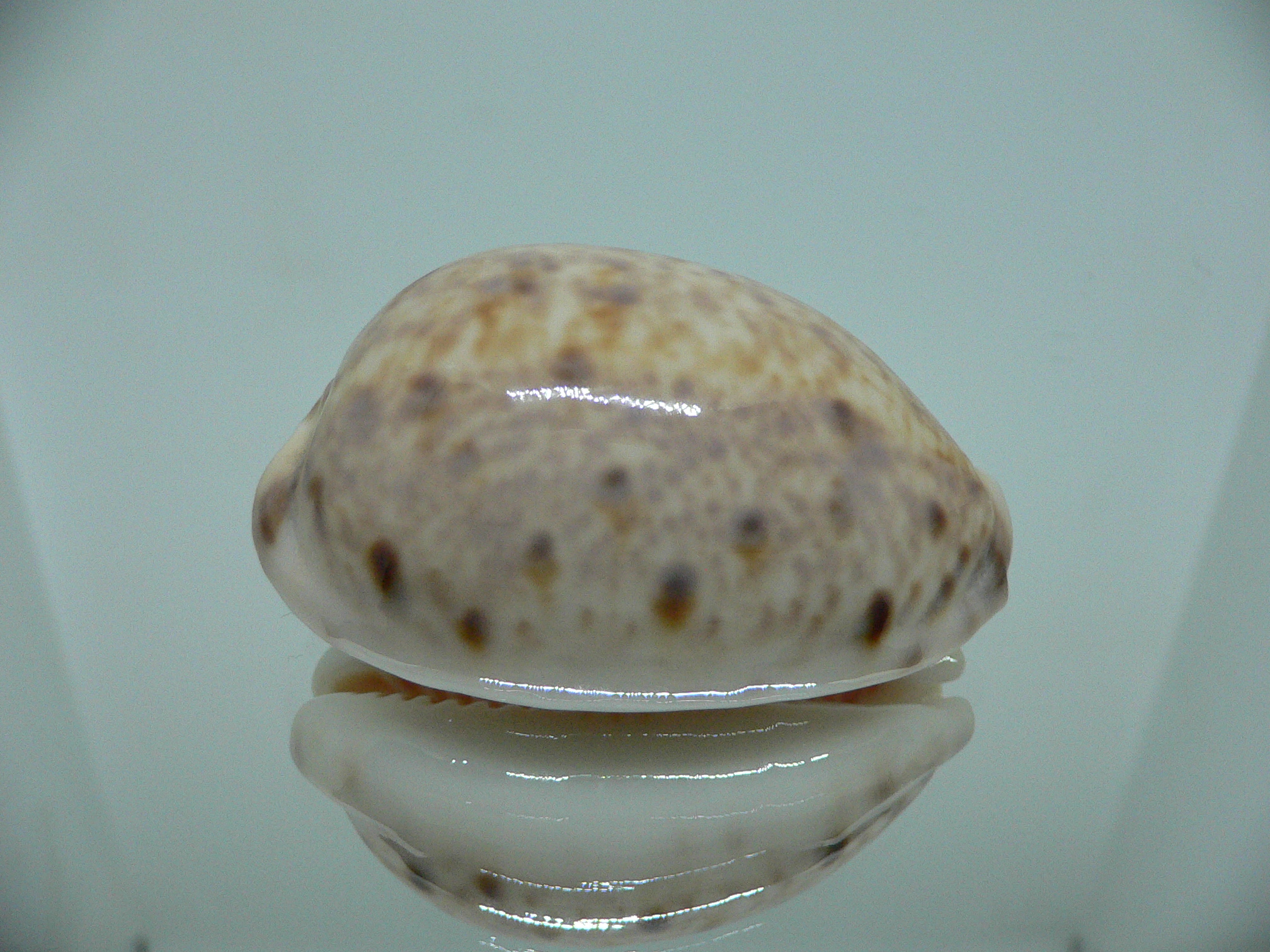 Cypraea lynx IDEAL