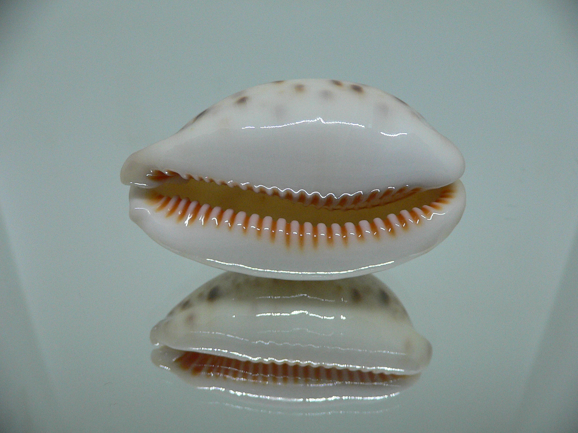 Cypraea lynx IDEAL