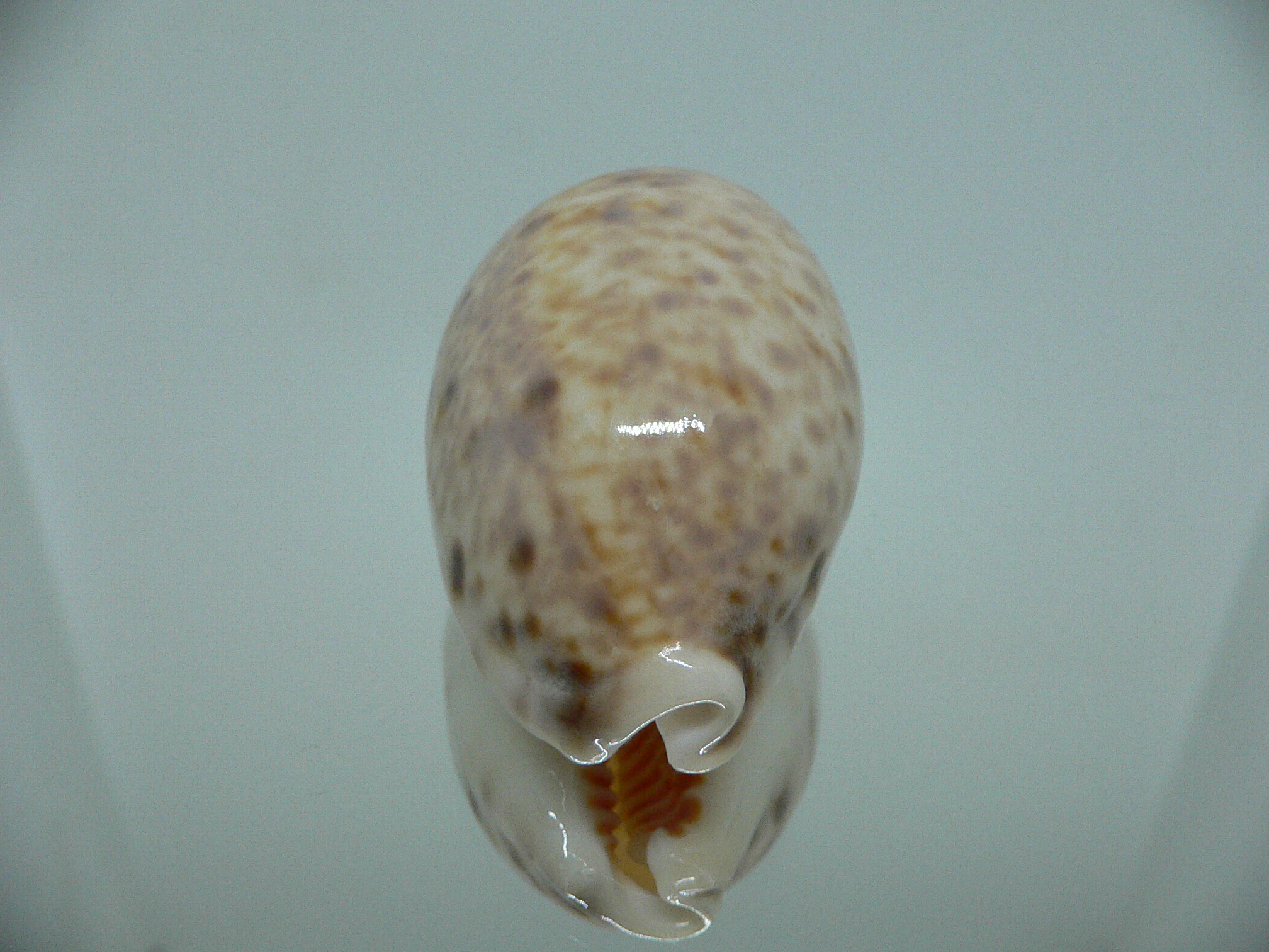 Cypraea lynx IDEAL
