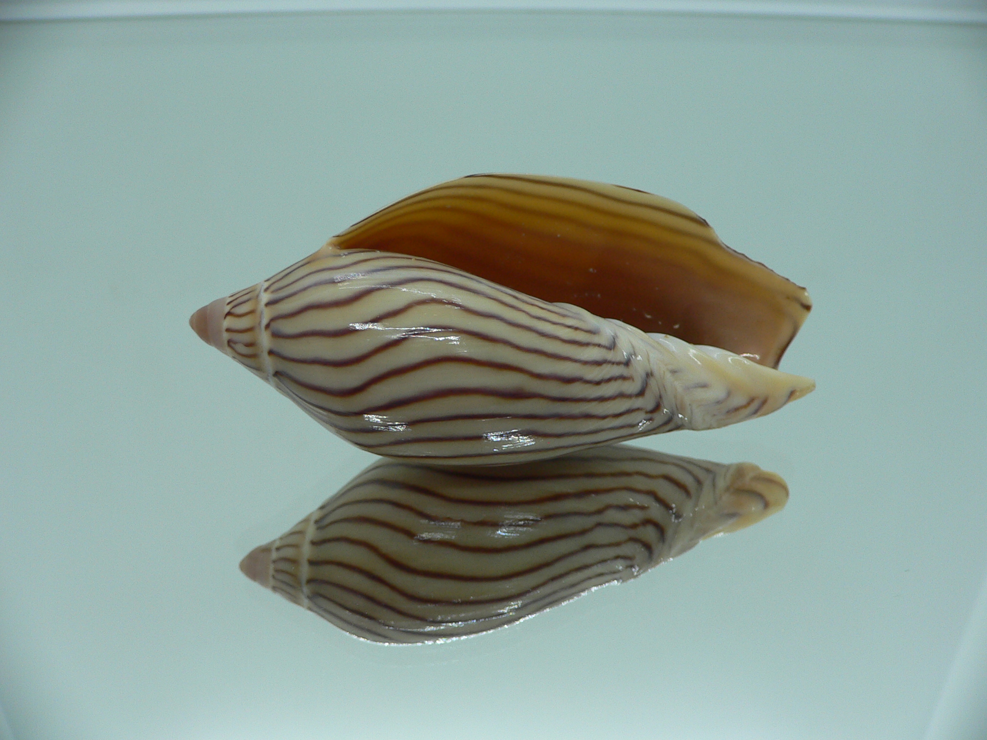 Amoria ellioti BROWN & STRIPES