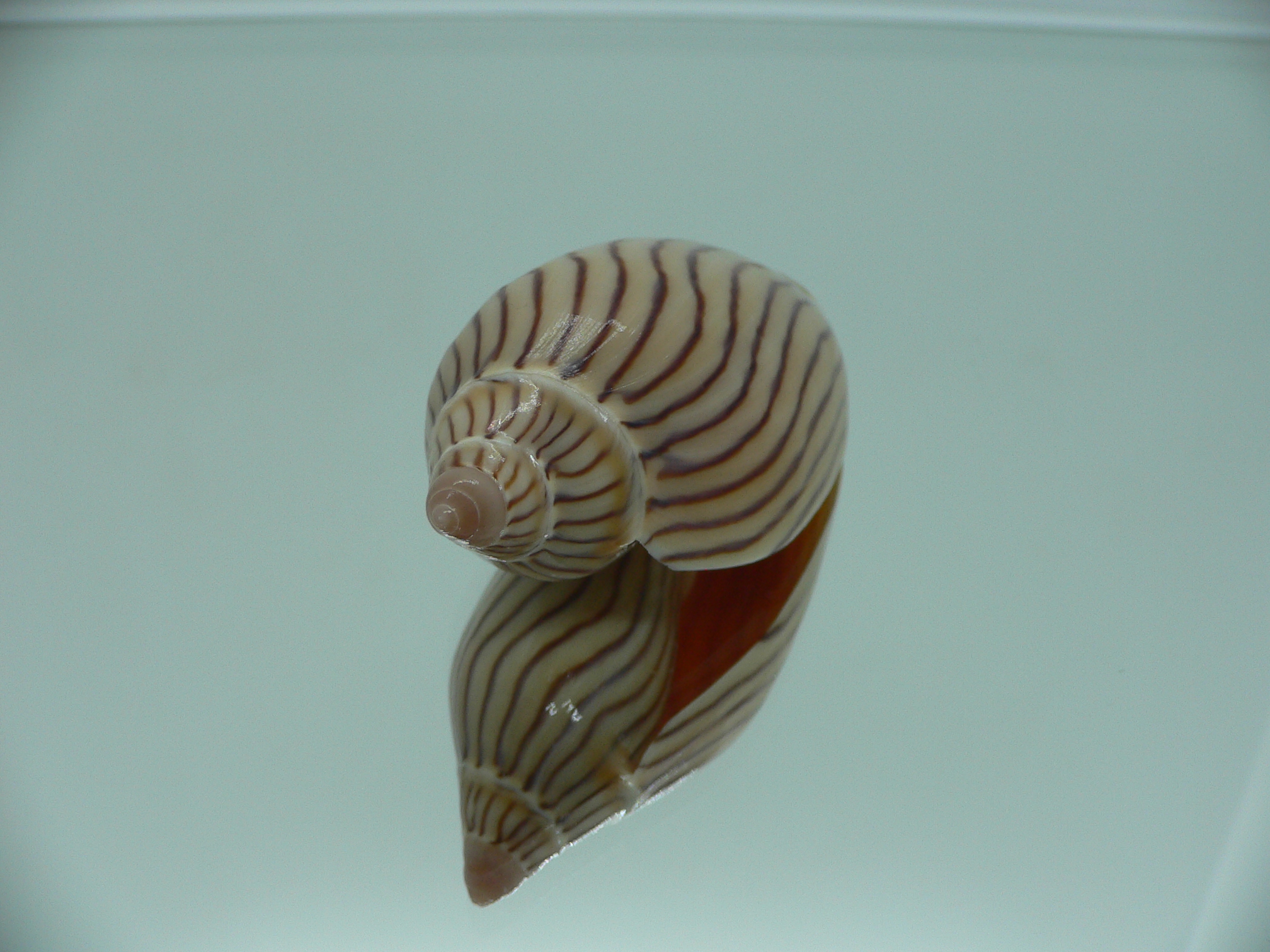 Amoria ellioti BROWN & STRIPES