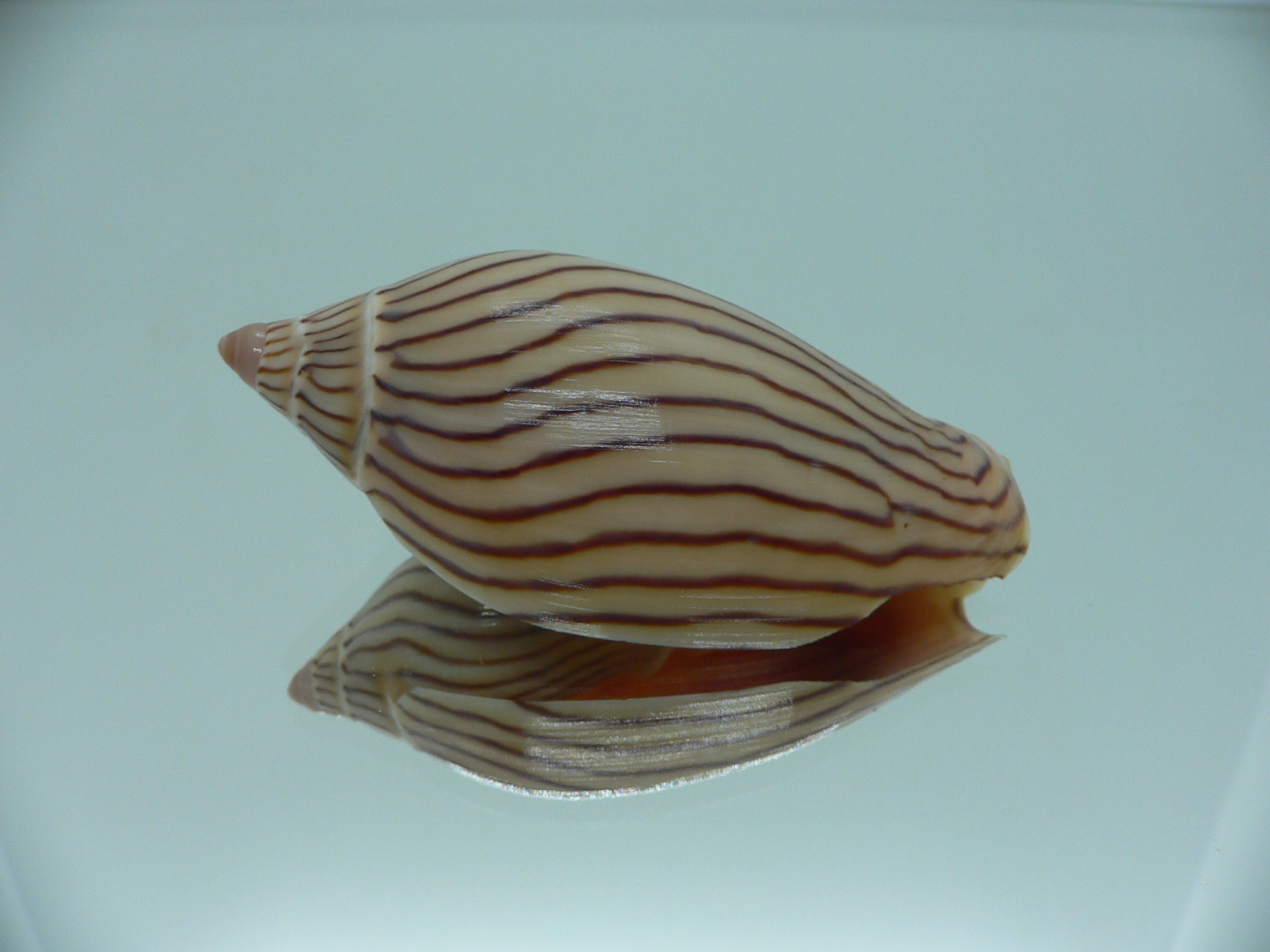 Amoria ellioti BROWN & STRIPES