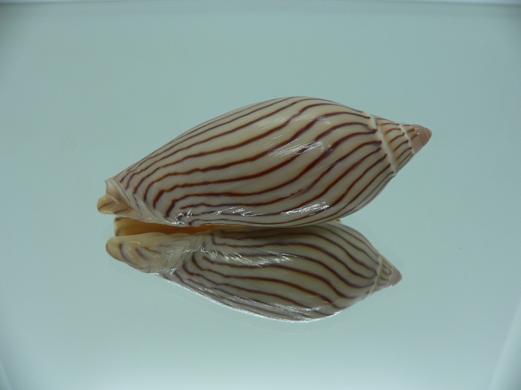 Amoria ellioti BROWN & STRIPES