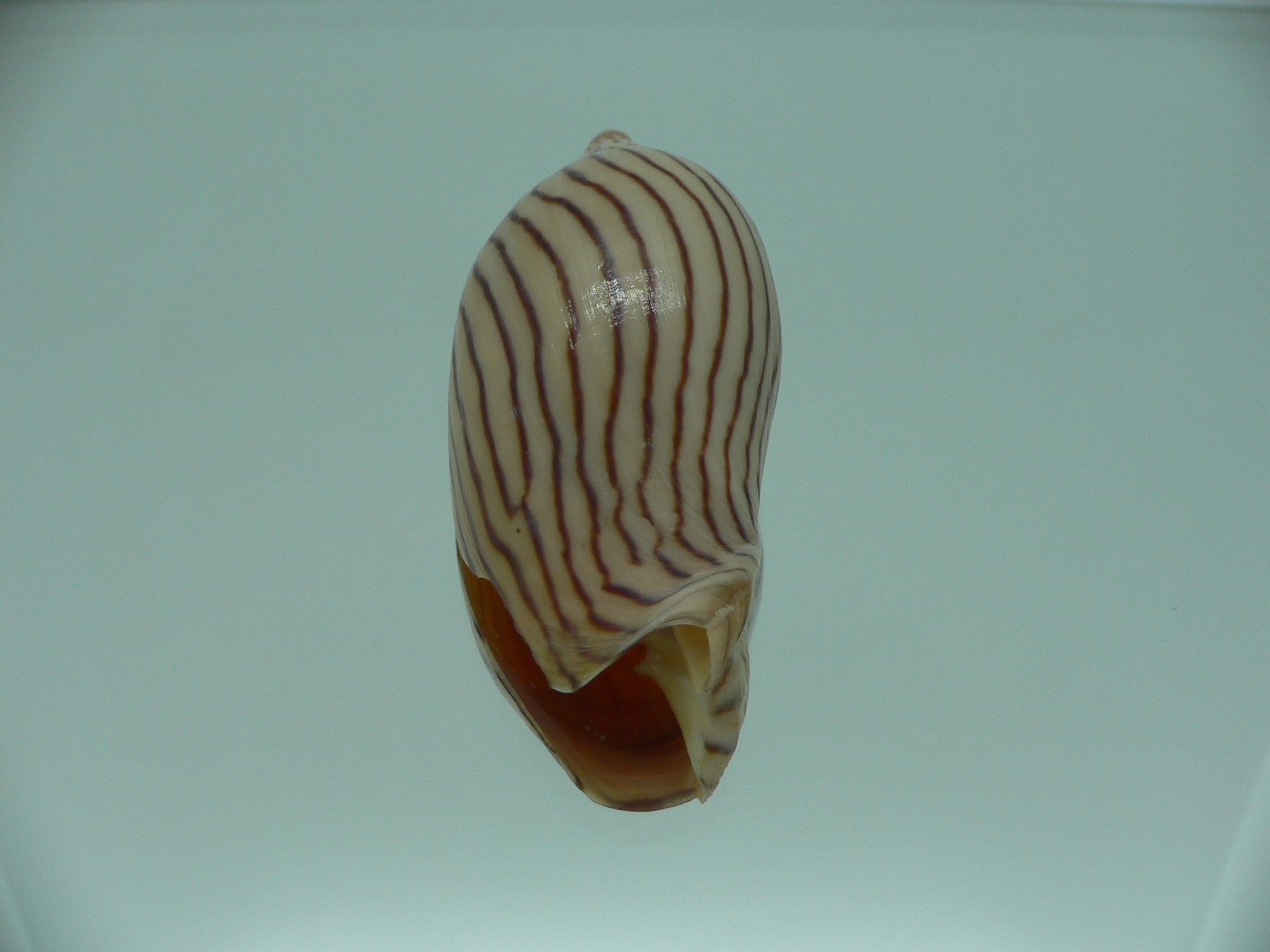 Amoria ellioti BROWN & STRIPES