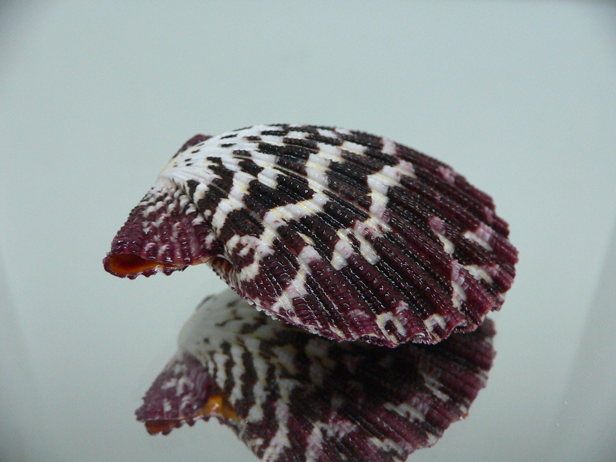 Gloripallium pallium IDEAL