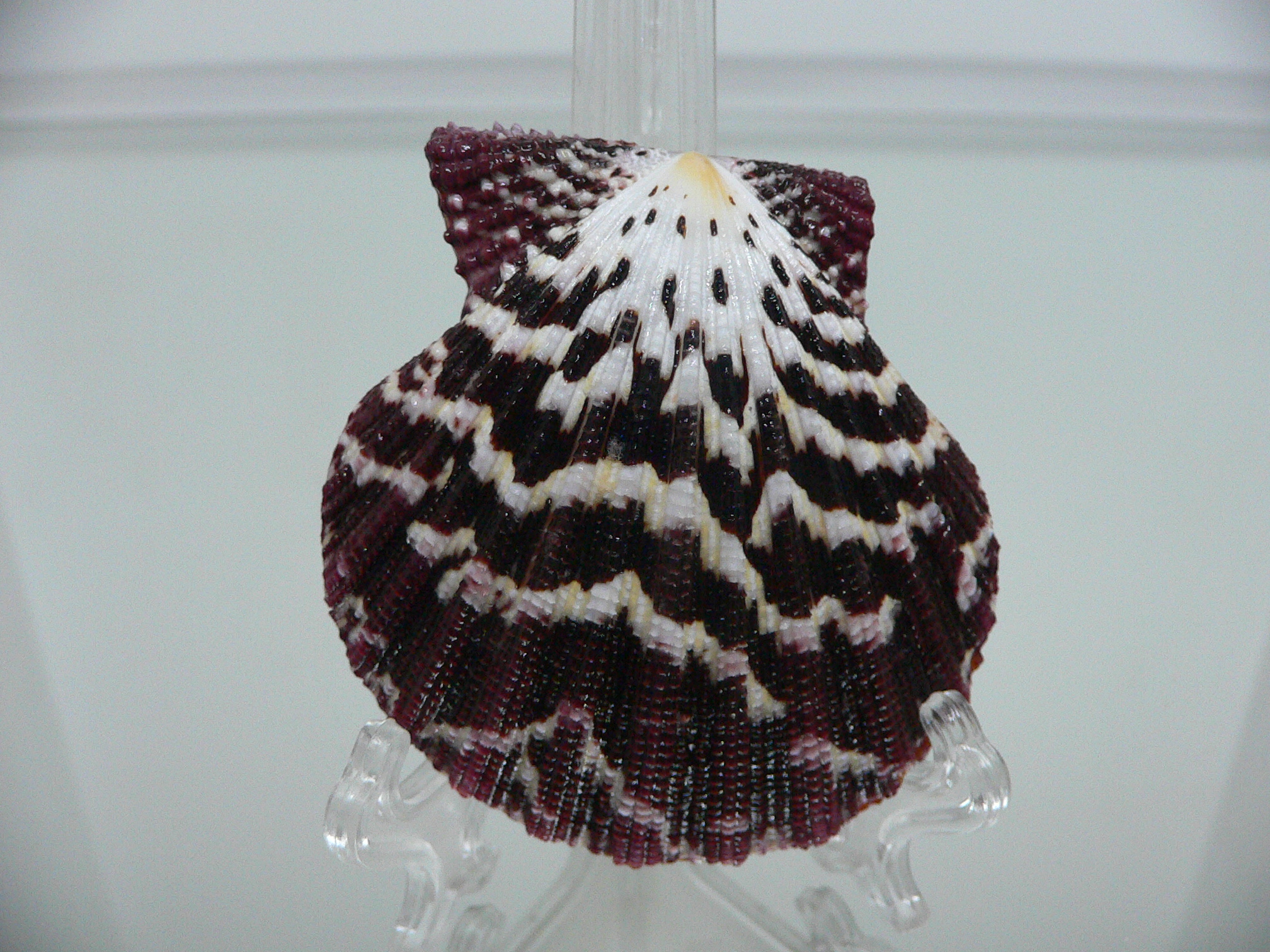 Gloripallium pallium IDEAL